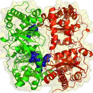 INDUSTRIAL ENZYME AND FOOD ENZYME (เอนไซม์อุตสาหกรรม และ เอนไซม์อาหาร หรือ เอนไซม์ในอาหาร)