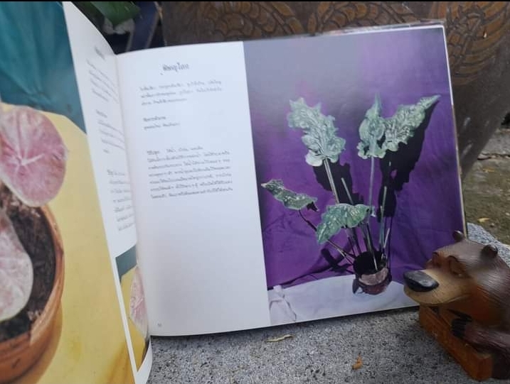 ตะลุยดงบอน รวมรูปสีธรรมชาติกว่าร้อยรูป