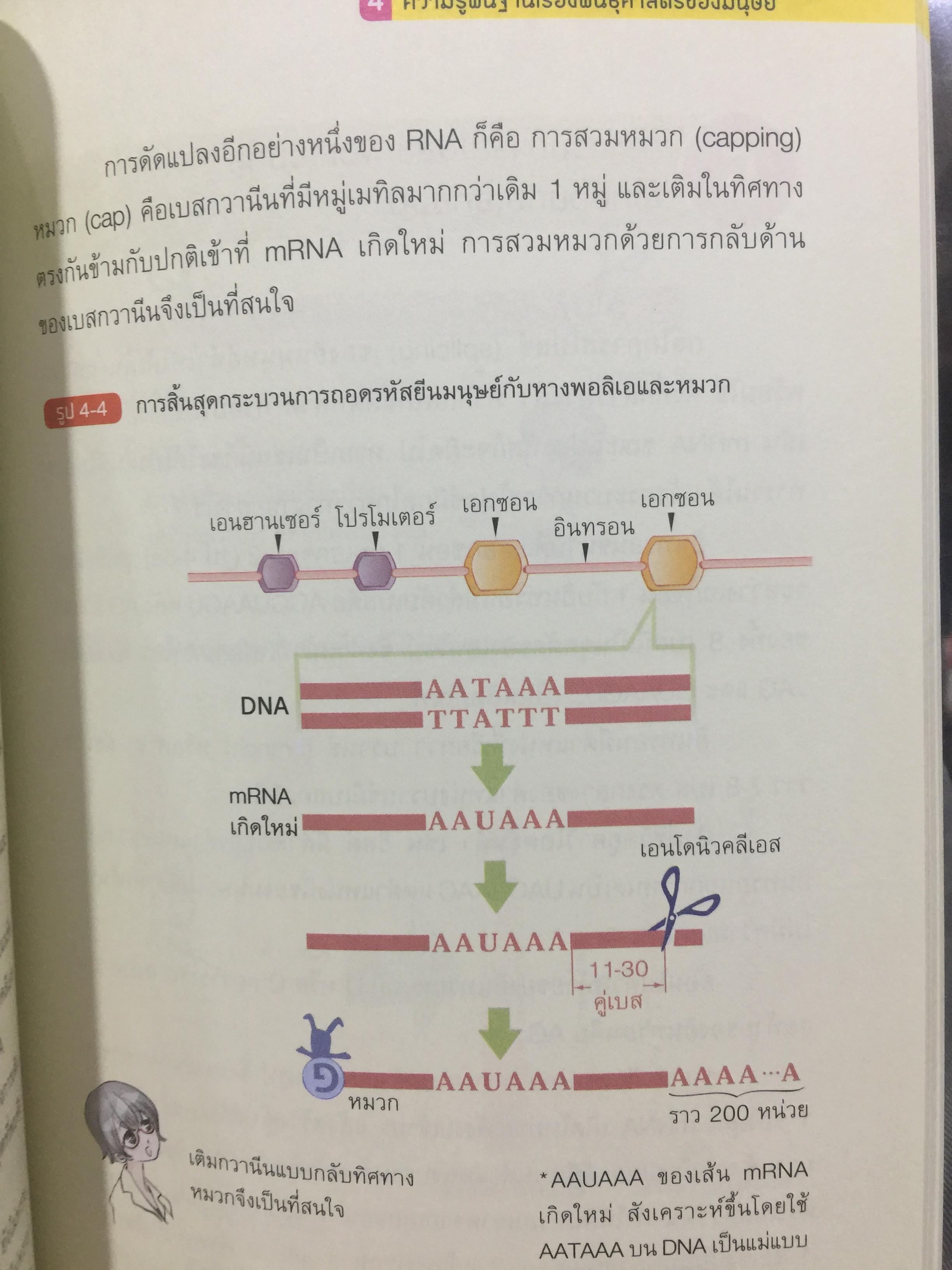DNA ฉบับการ์ตูน. ความรู้พื้นฐานเรื่อง DNA. RNA สารพันธุกรรมในร่างกายมนุษย์ ฉบับอ่านสนุก เข้าใจง่าย อ่านสนุก โดย Satoshi. Ikuta. แปลและเรียบเรียงโดย รศ.ดร.ศักดา ดาดวง 0 กก.