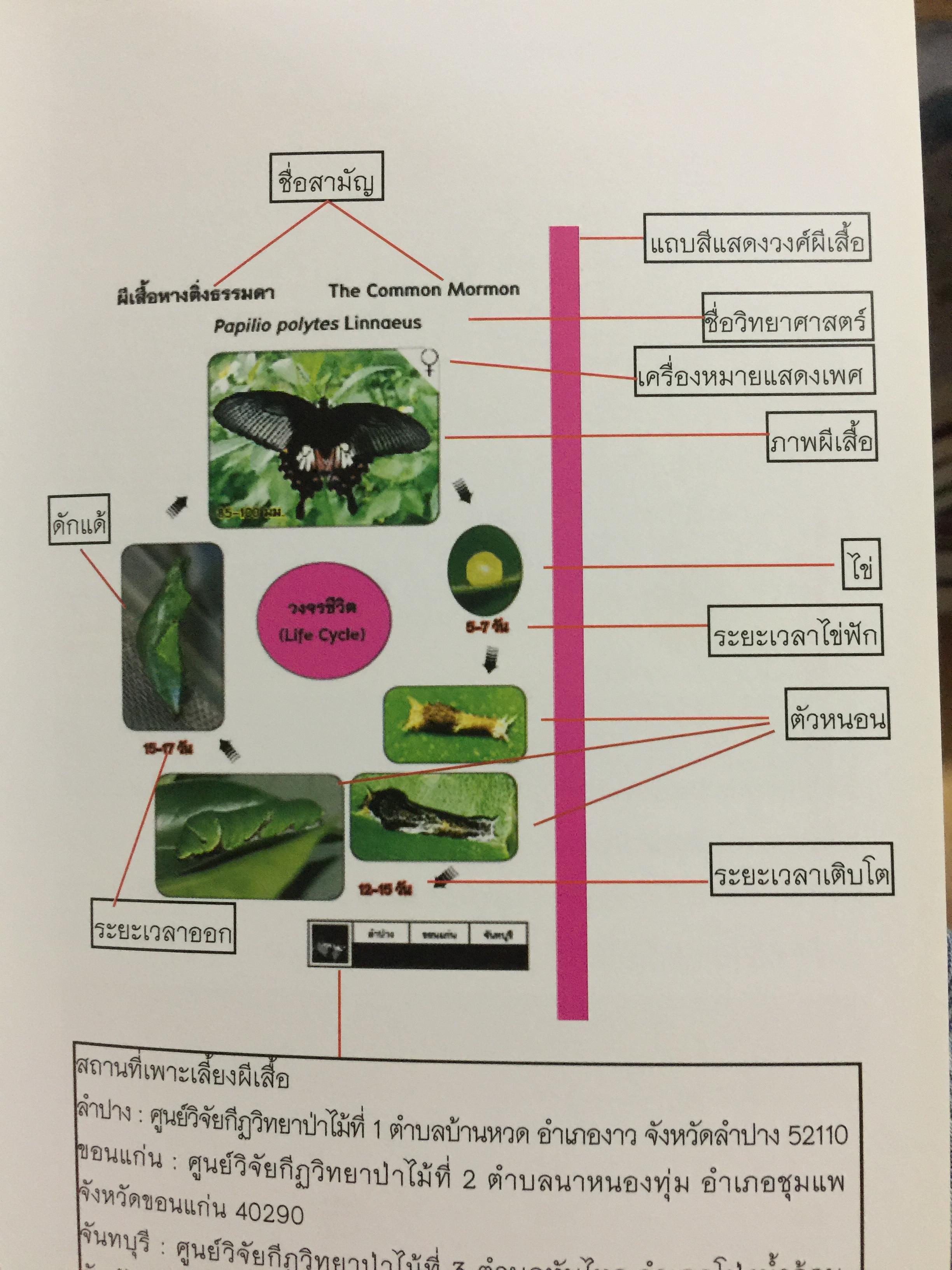 คู่มือการเพาะเลี้ยงผีเสื้อ. จัดทำโดย สำนักวิจัยการอนุรักษ์ป่าไม้และพันธุ์พืช กรมอุทยานแห่งชาติ สัตว์ป่า และพันธุ์พืช 0 กก.