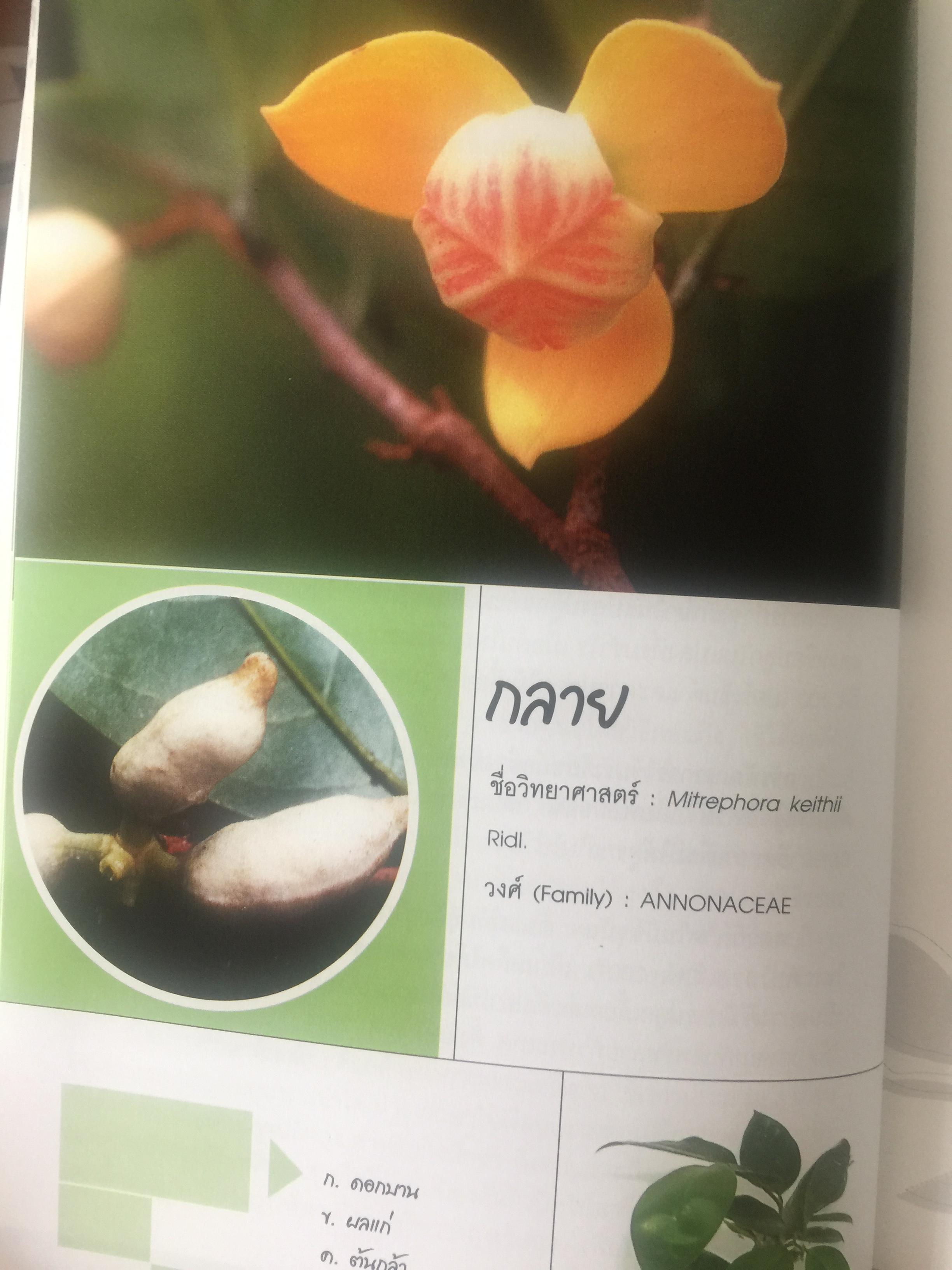 พรรณไม้ดอกหอมพื้นเมือง. ที่หายากและใกล้สูญพันธุ์ในประเทศไทย. ผู้เขียน ดร.ปิยะ เฉลิมกลิ่น 0 กก.