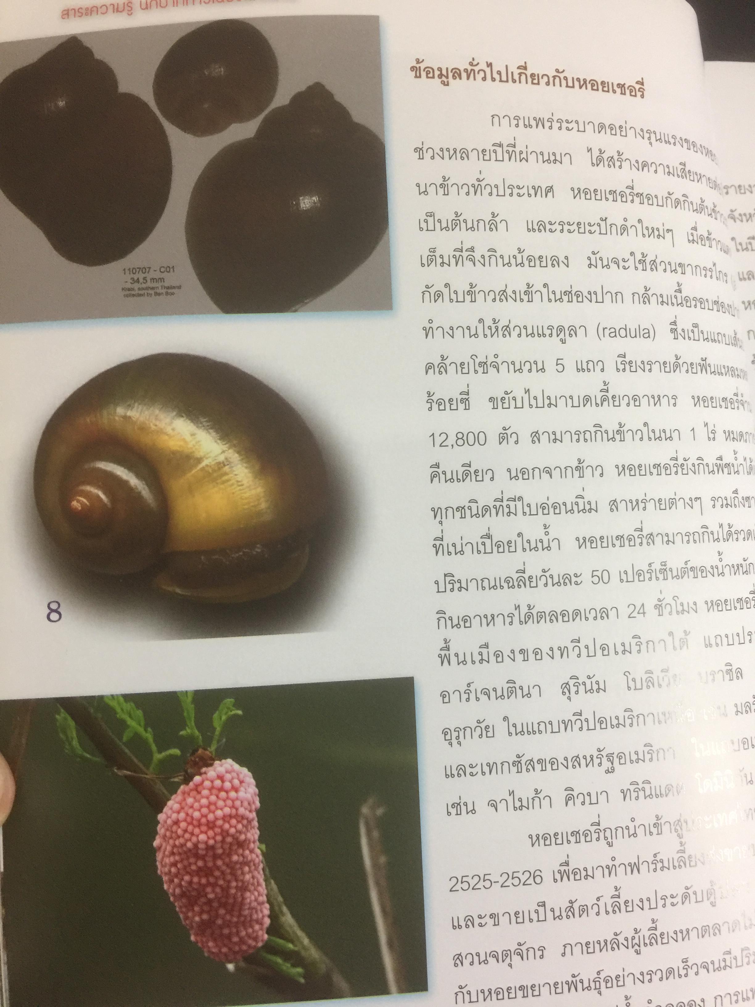 สาระความรู้ นกปากห่าง ในประเทศไทย. ผู้เขียน ไกรรัตน์ เอี่ยมอำไพและคณะ 0 กก.