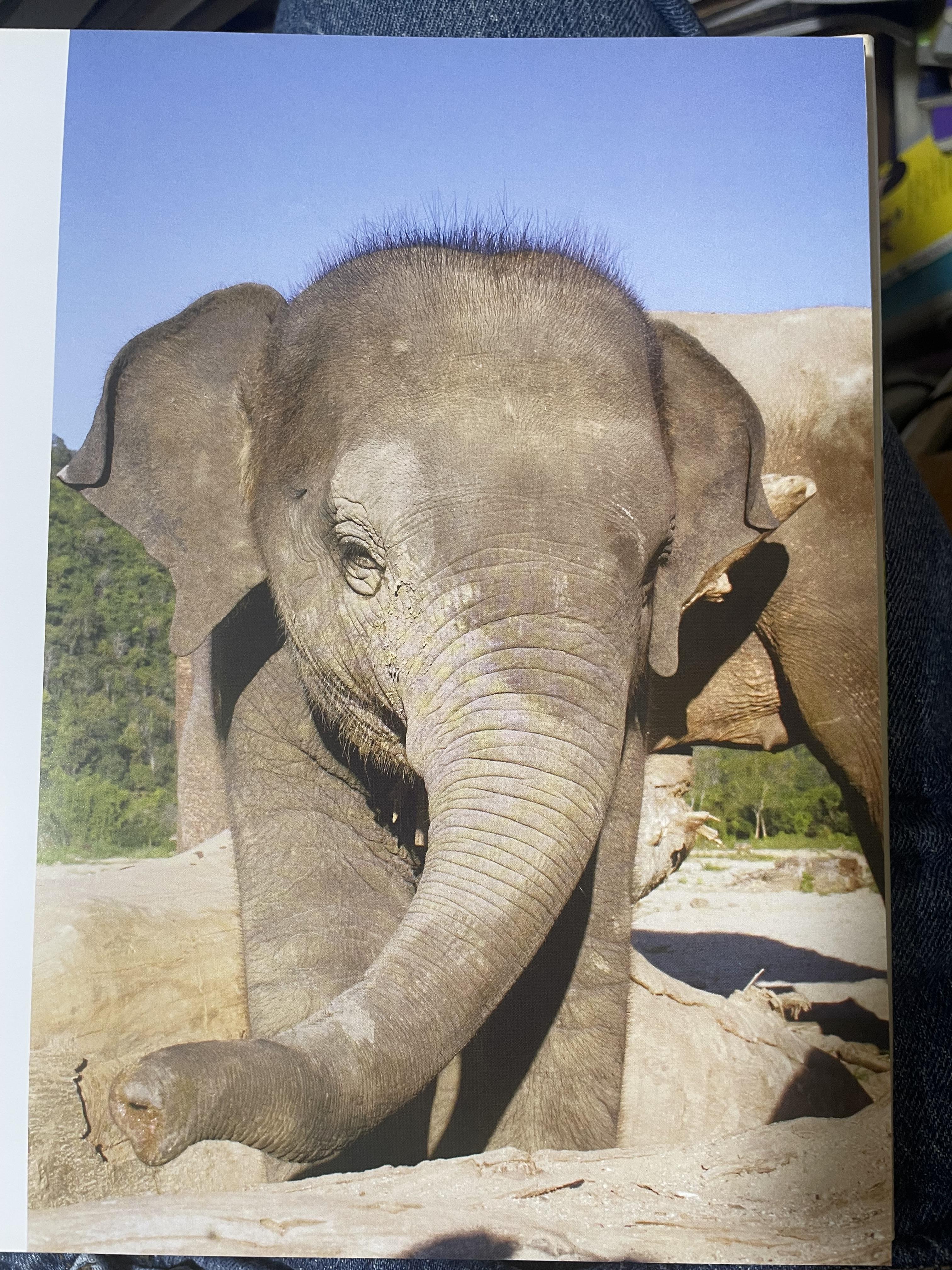 Elephants Living in Sanctuary 3 กก.