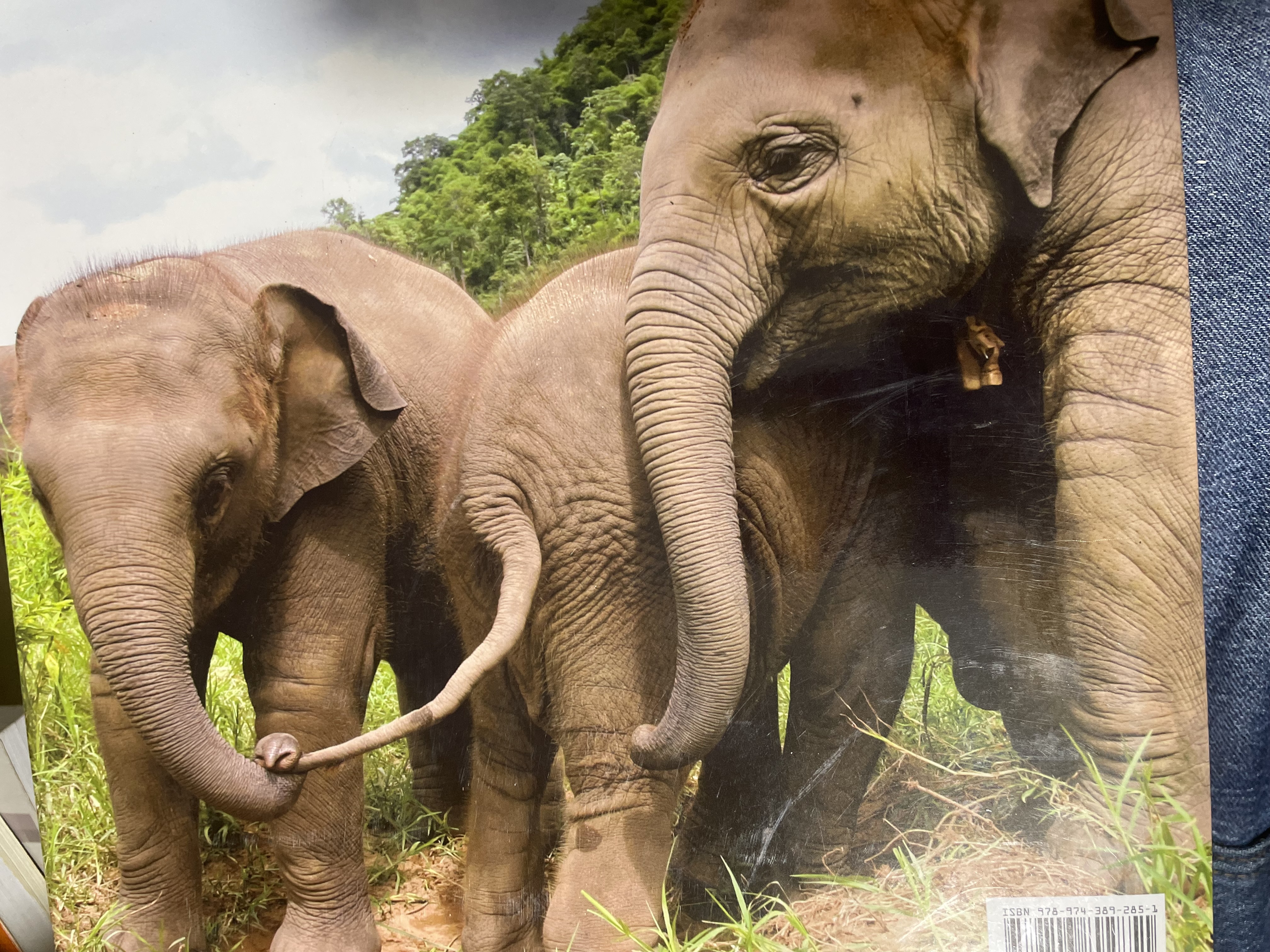 Elephants Living in Sanctuary 3 กก.