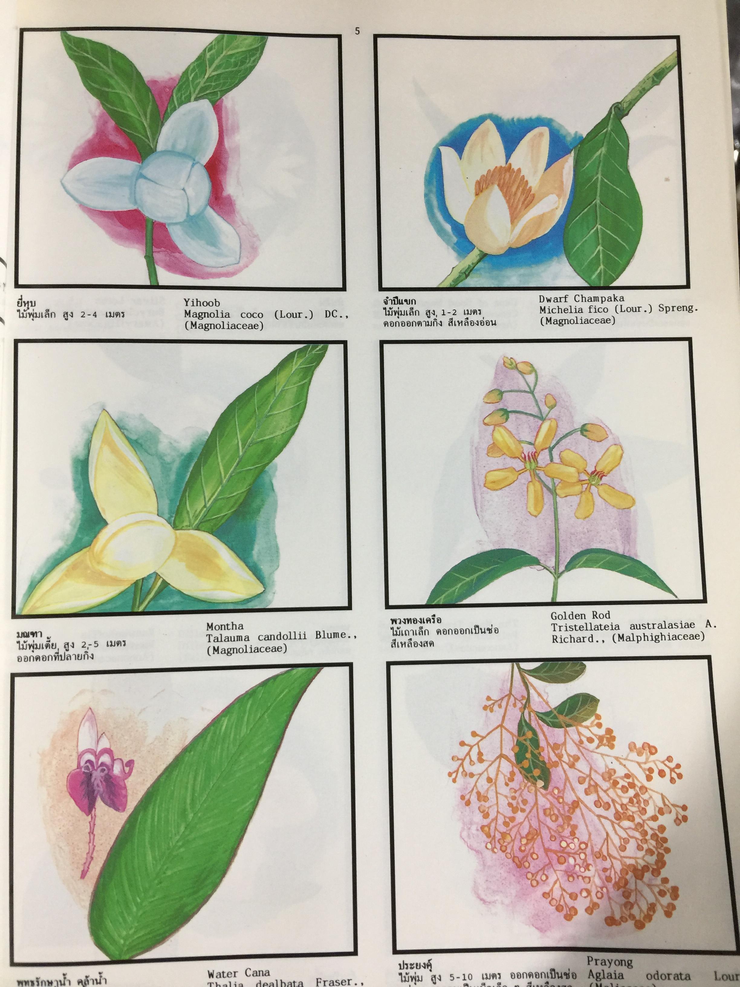 พจนานุกรม ไม้ดอกไม้ประดับ ในเมืองไทย ผู้เขียน ดร.วิทย์ เที่ยงบูรณธรรม 2 กก.