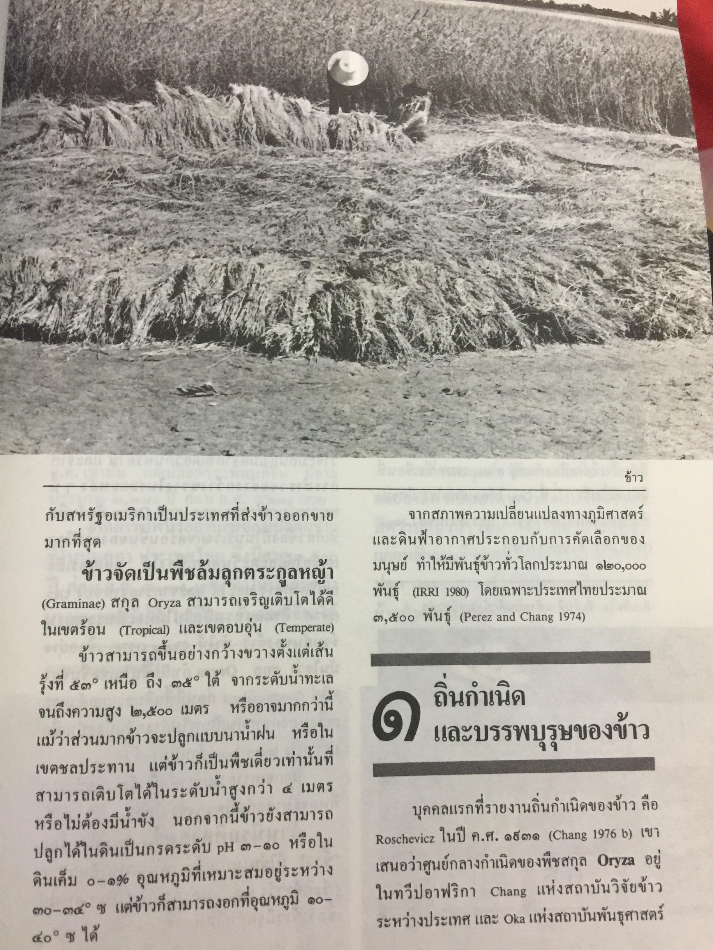 ข้าวไพร่-ข้าวเจ้า ของชาวสยาม. ประวัติศาสตร์ 10,000 ปีของ “ข้าว” ในประเทศไทยที่เก่าแก่ที่สุดในโลก 0 กก.