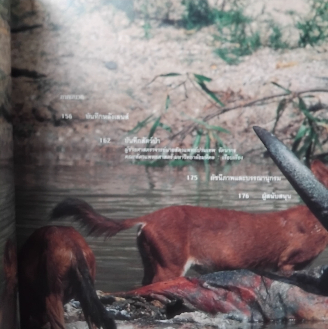 ชีพจรไพร SPIRIT OF THE JUNGLE โดย ม.ล.ปริญญากร วรวรรณ สารคดีภาพชีวิตสัตว์ป่า มือ1 ปกแข็งสภาพดี