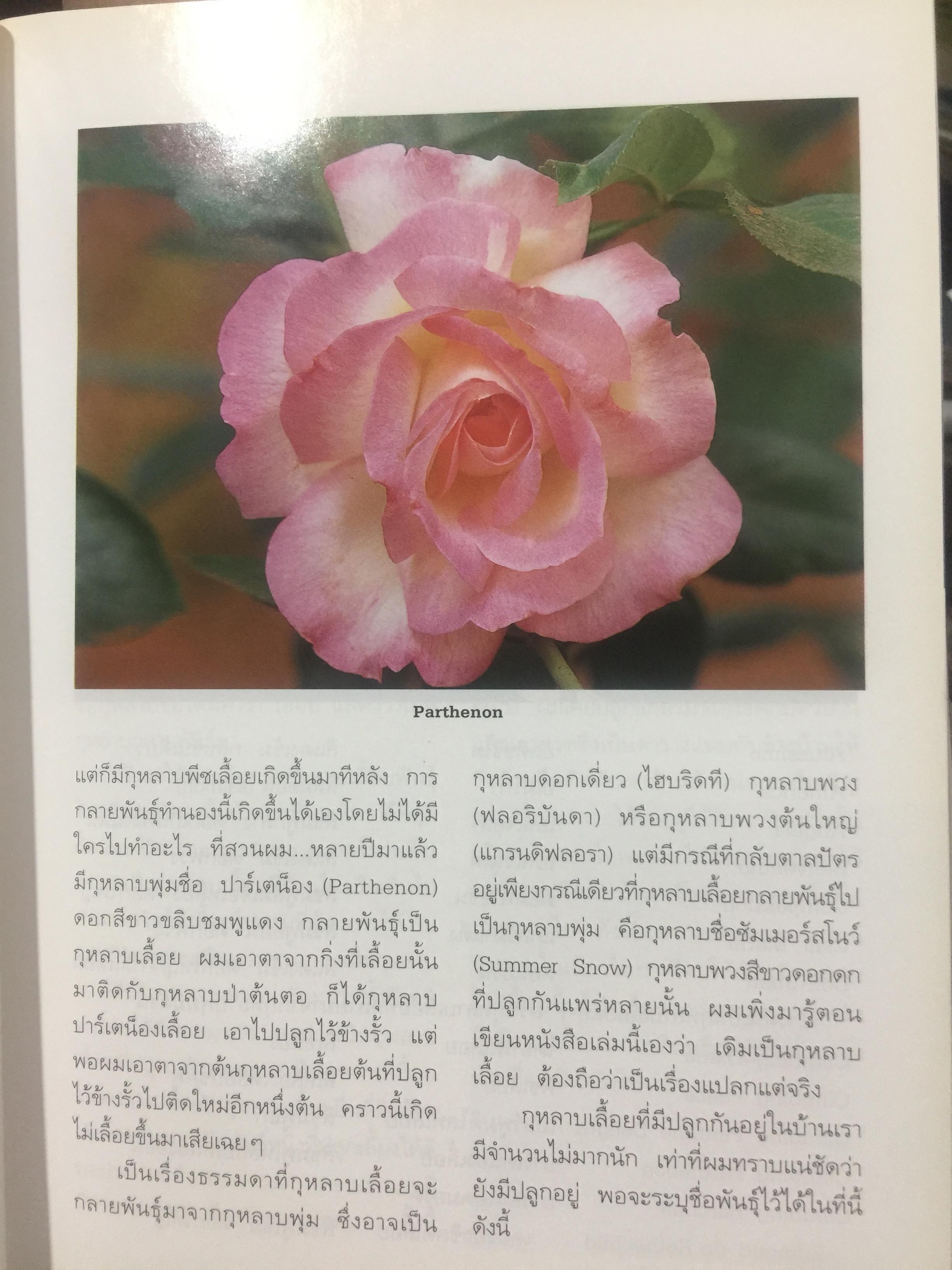 กุหลาบ. ผู้เขียน พจนา นาควัชระ 3 กก.