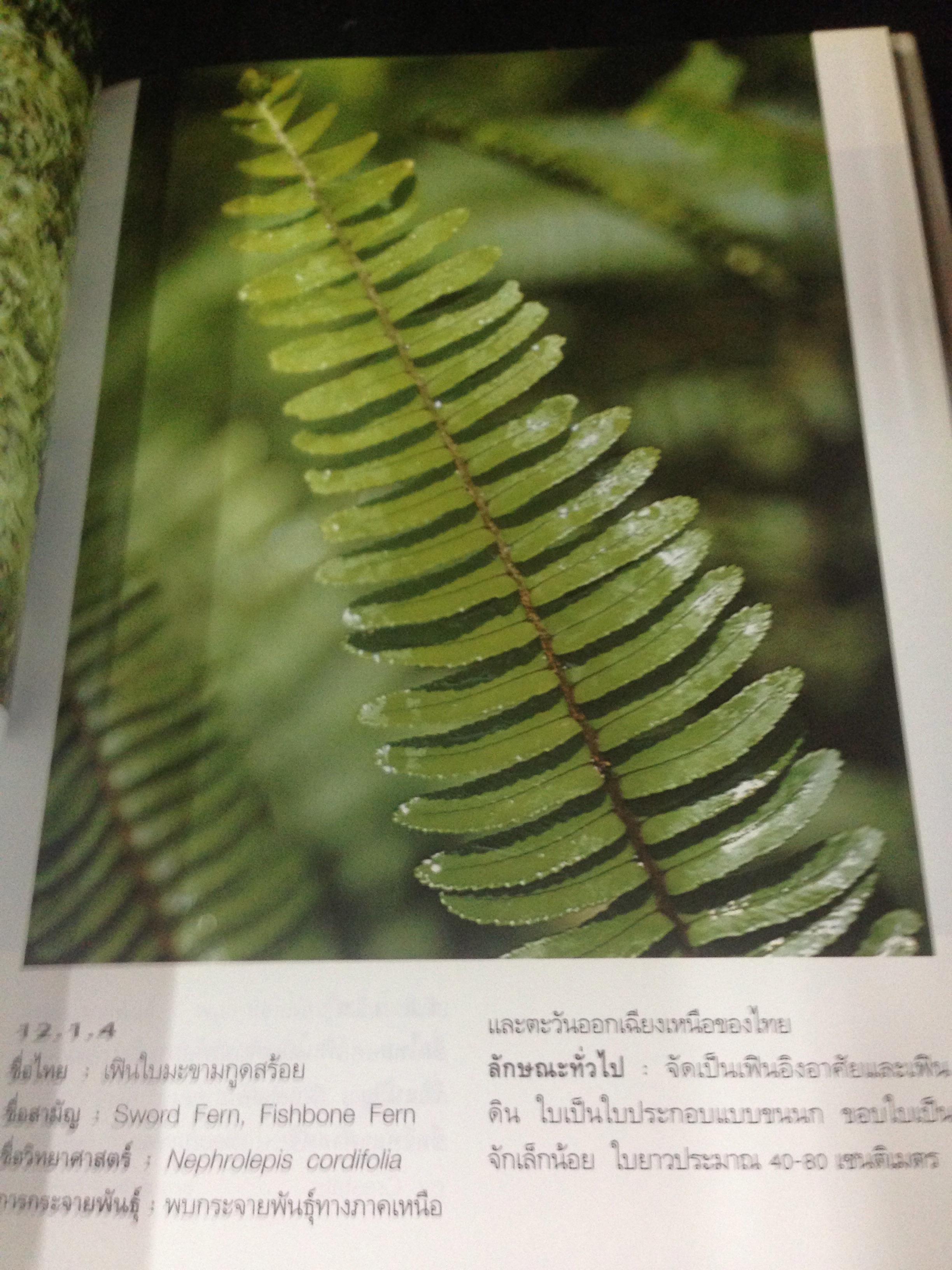 เฟิน ต้นตระกูลไม้ประดับ