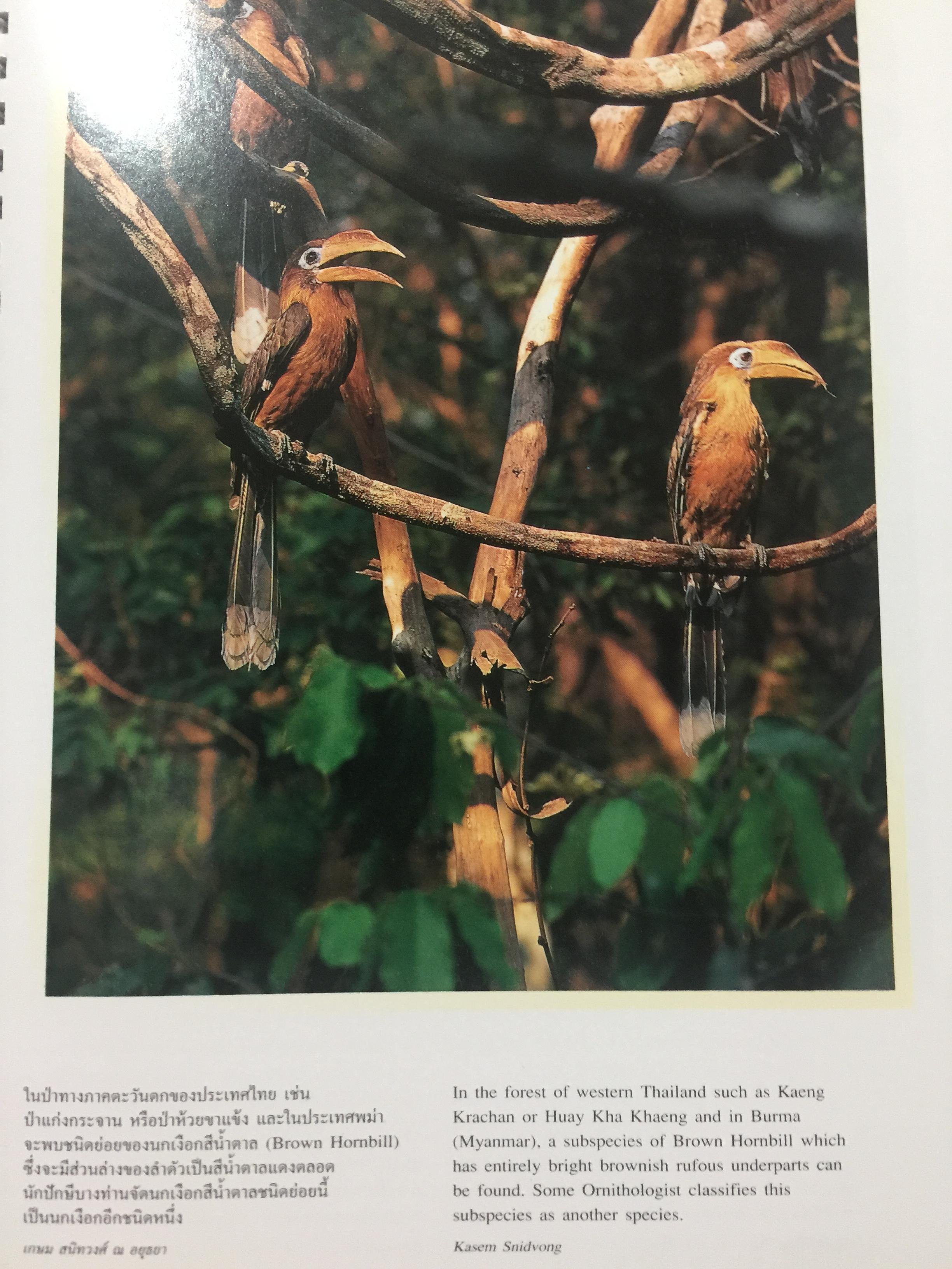 wings of the wild. บันทึกธรรมชาติ ด้วยปีกแห่งพงไพร. บรรณาธิการ ดวงดาว สุวรรณรังษี 0 กก.