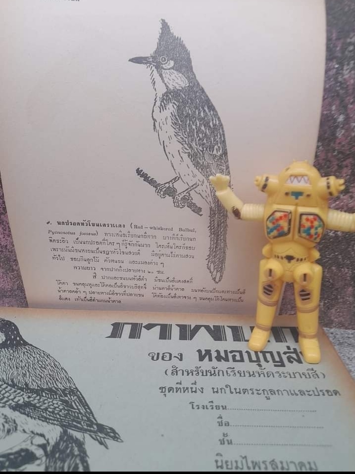 หนังสือภาพนก ของหมอบุญส่ง นกในตระกูลกาและปรอด หนังสือหายาก มีค่าน่าสะสม