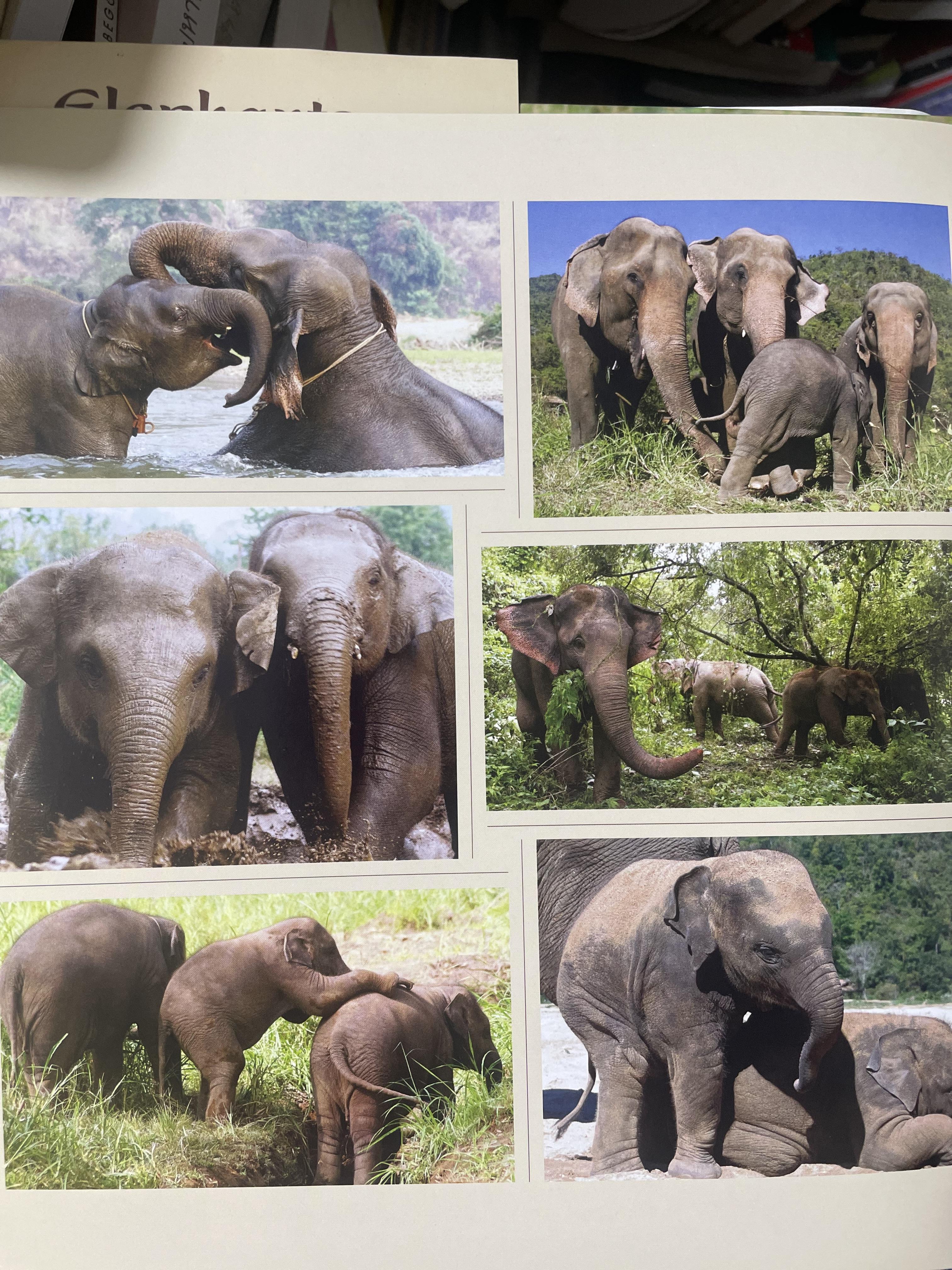 Elephants Living in Sanctuary 3 กก.