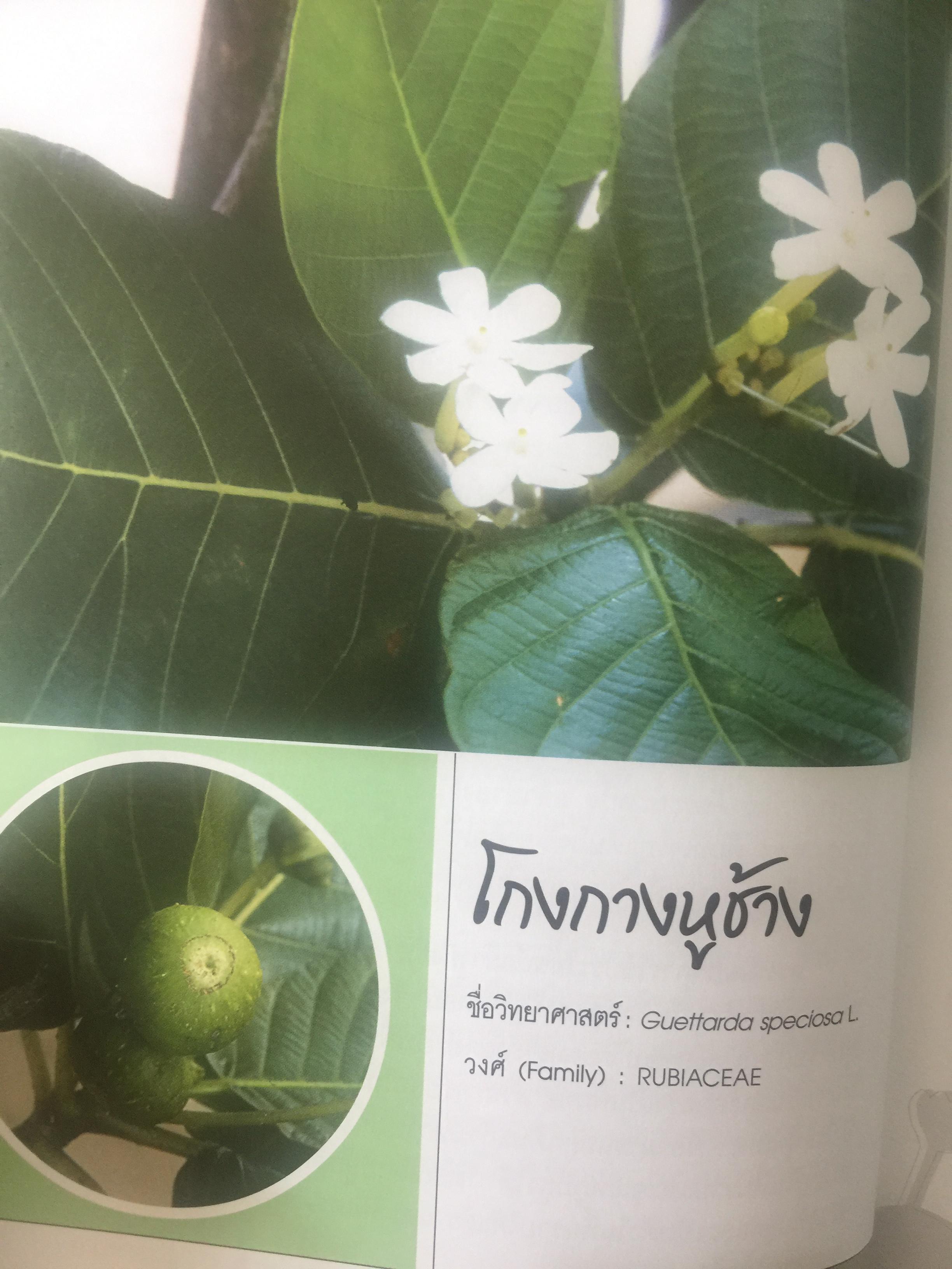 พรรณไม้ดอกหอมพื้นเมือง. ที่หายากและใกล้สูญพันธุ์ในประเทศไทย. ผู้เขียน ดร.ปิยะ เฉลิมกลิ่น 0 กก.