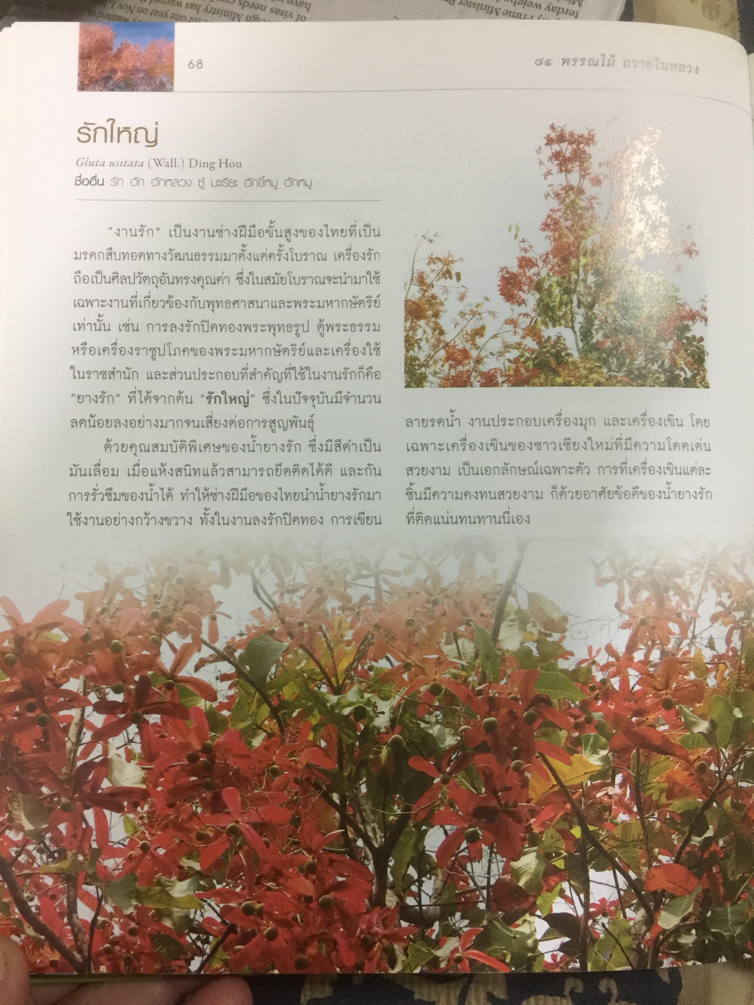 84 พรรณไม้ถวายในหลวง โครงการปลูกป่าถาวรเฉลิมพระเกียรติ จัดทำโดย บริษัท กสท โทรคมนาคม จำกัด (มหาชน) 0 กก.