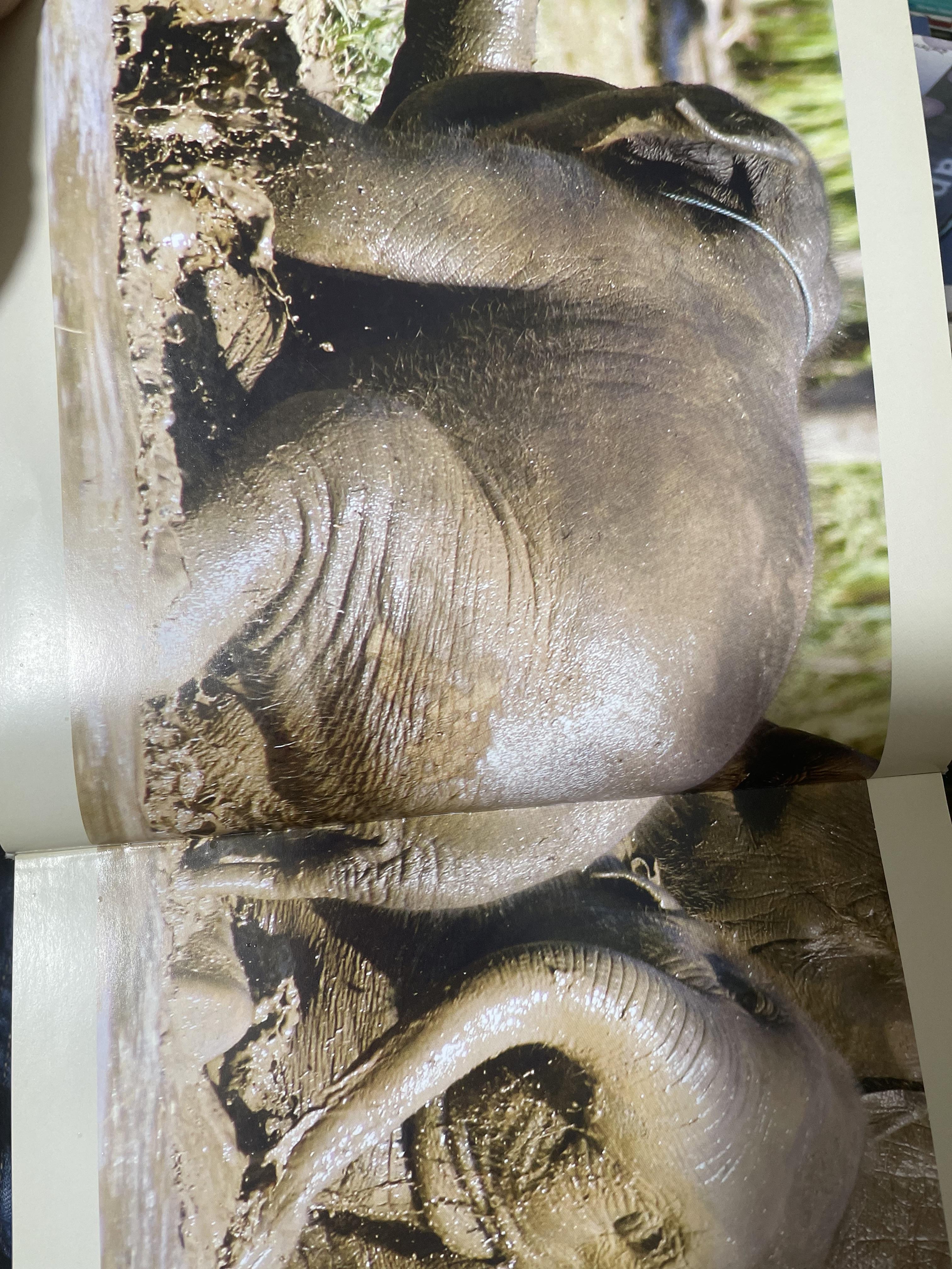 Elephants Living in Sanctuary 3 กก.