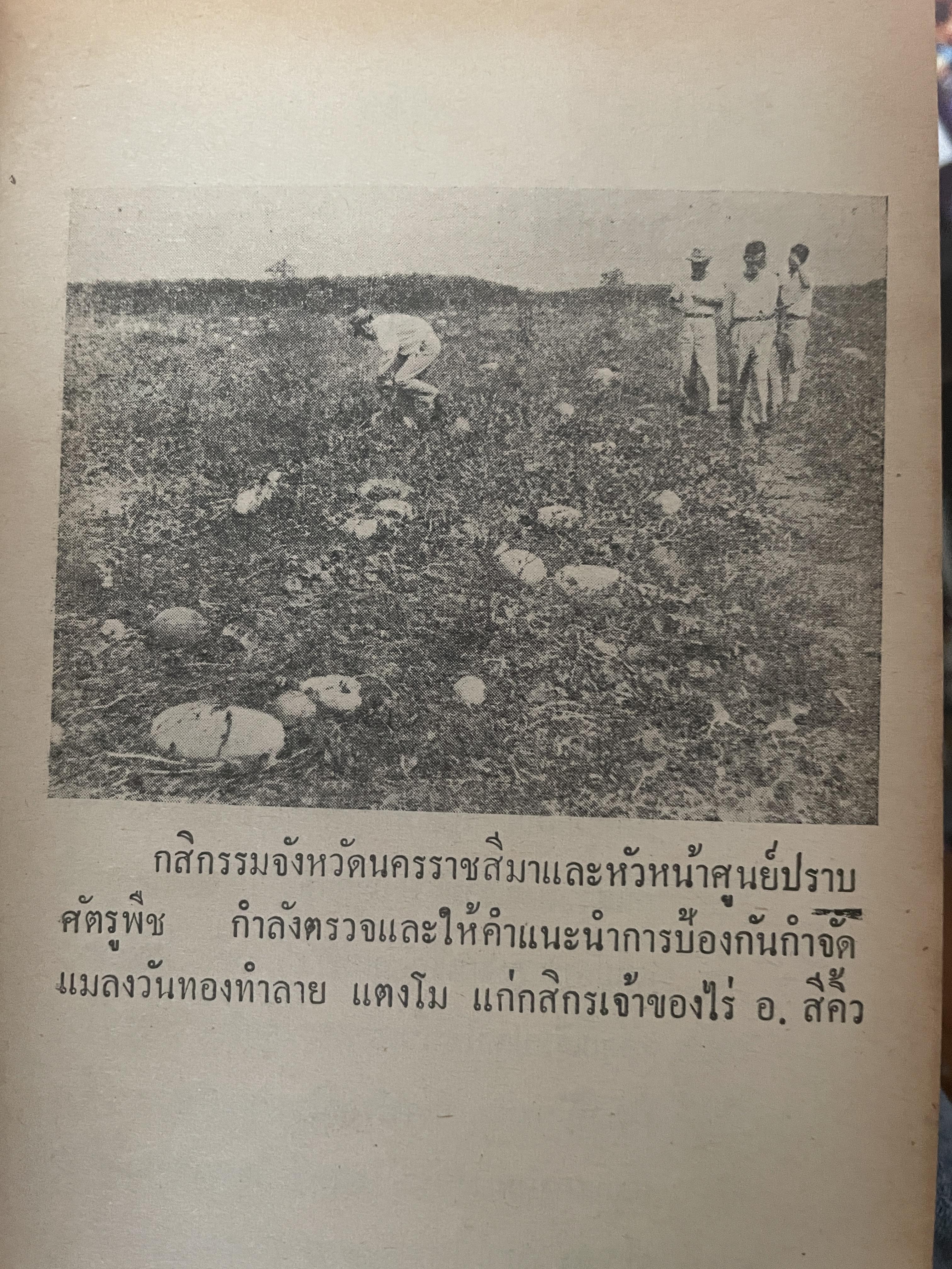 วิธีเพาะปลูก พืช-ไร่ ปลูกข้าวโพด แตงโม ลำไย ฝ้าย เพาะเห็ดฟาง เห็ดหูหนู โดย สถาปัตย์ ปรียา 1 กก.