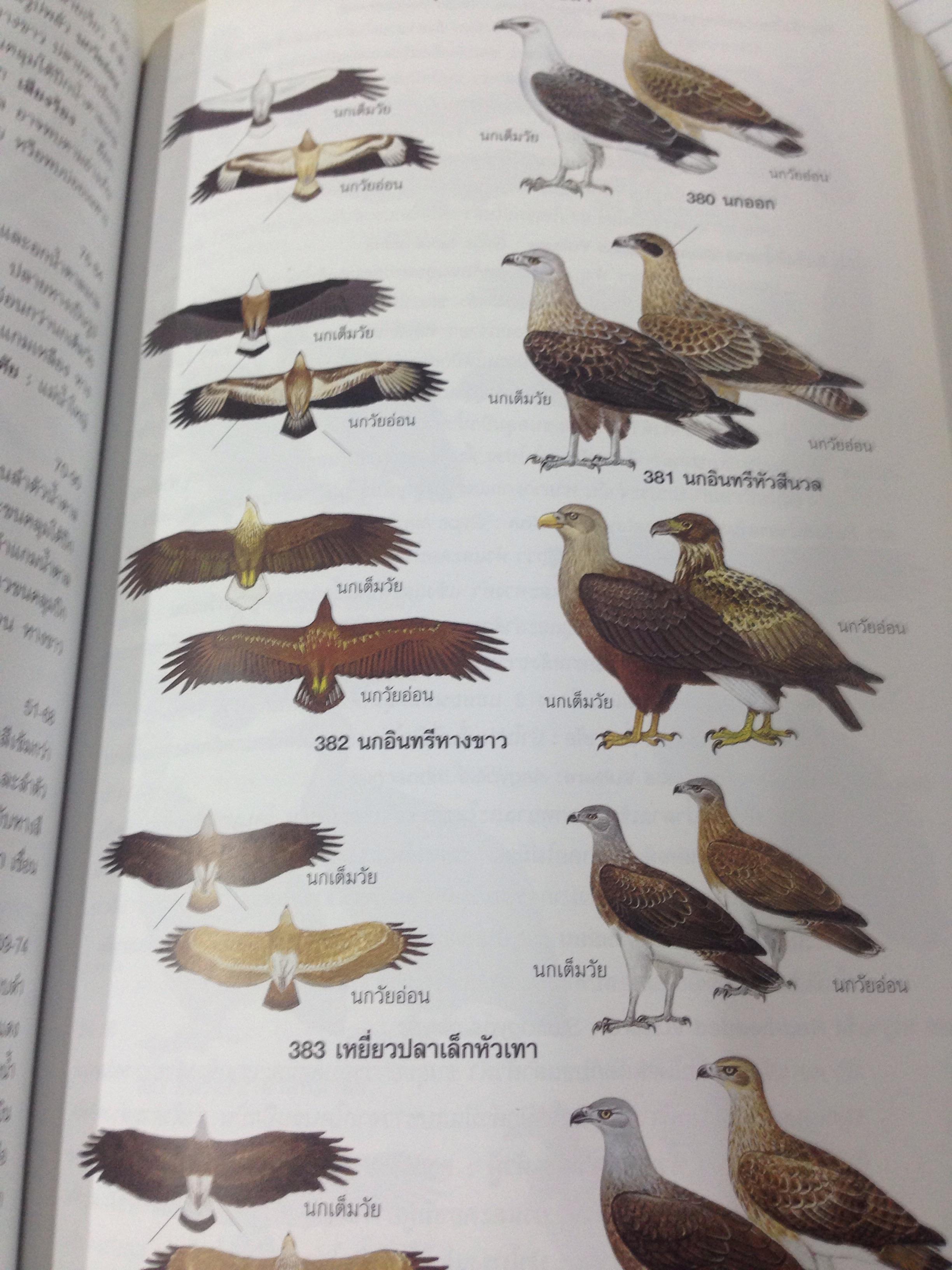 คู่มือดูนก หมอบุญส่ง เลขะกุล นกเมืองไทย