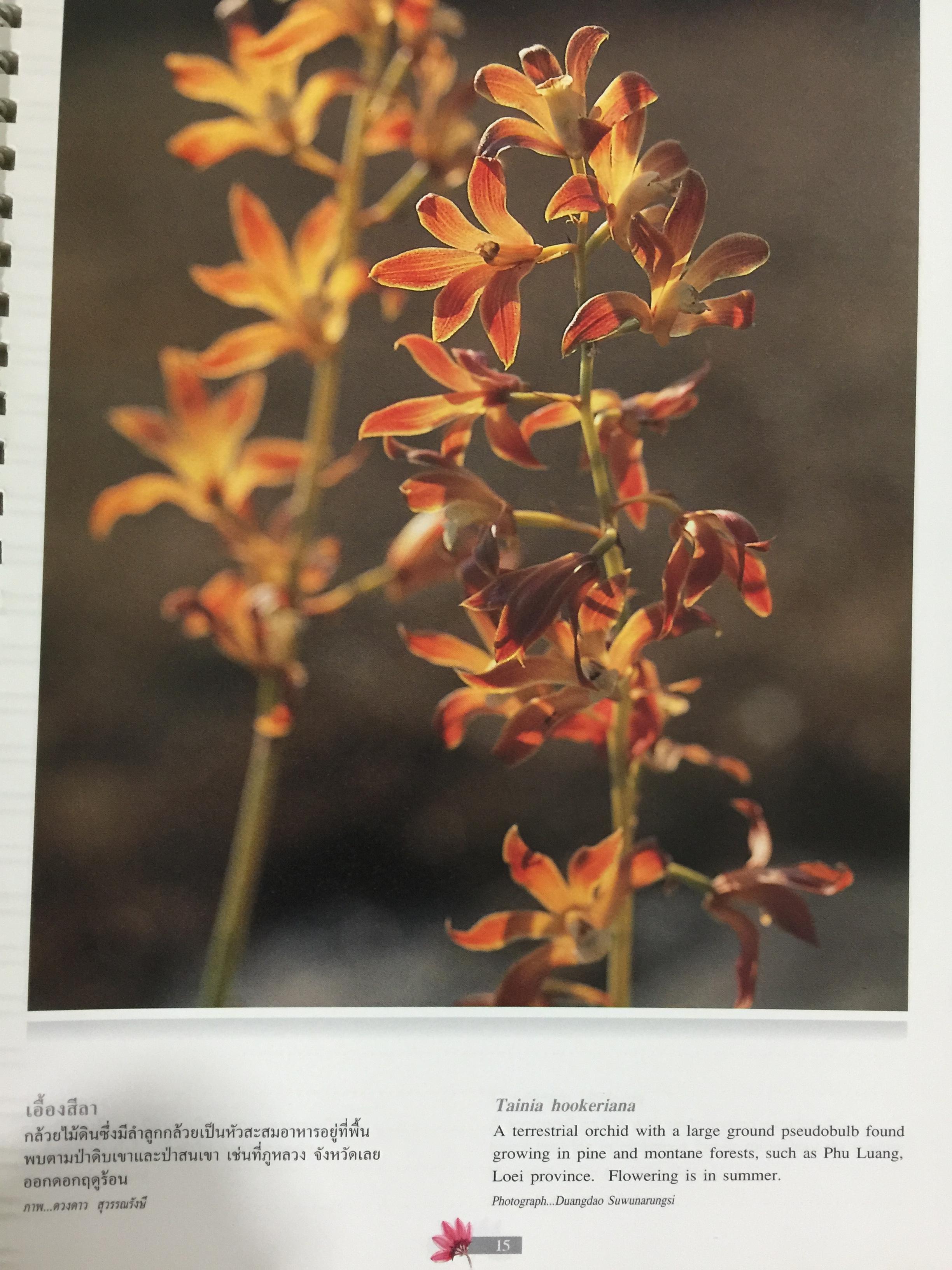 Wild Orchids of Thailand 0 กก.