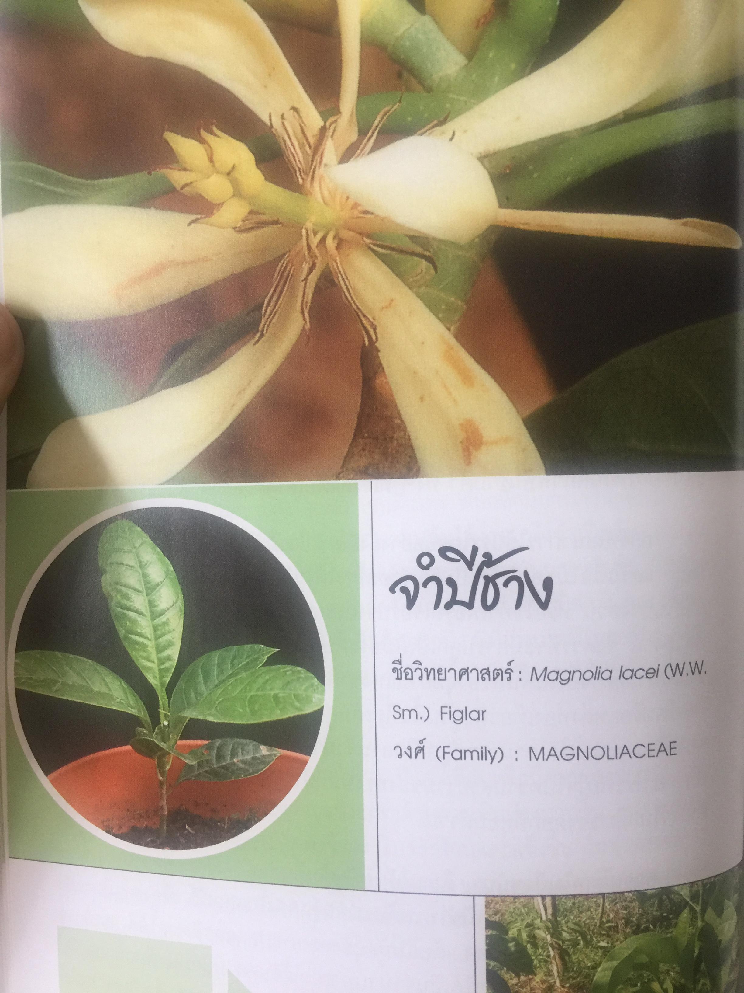 พรรณไม้ดอกหอมพื้นเมือง. ที่หายากและใกล้สูญพันธุ์ในประเทศไทย. ผู้เขียน ดร.ปิยะ เฉลิมกลิ่น 0 กก.