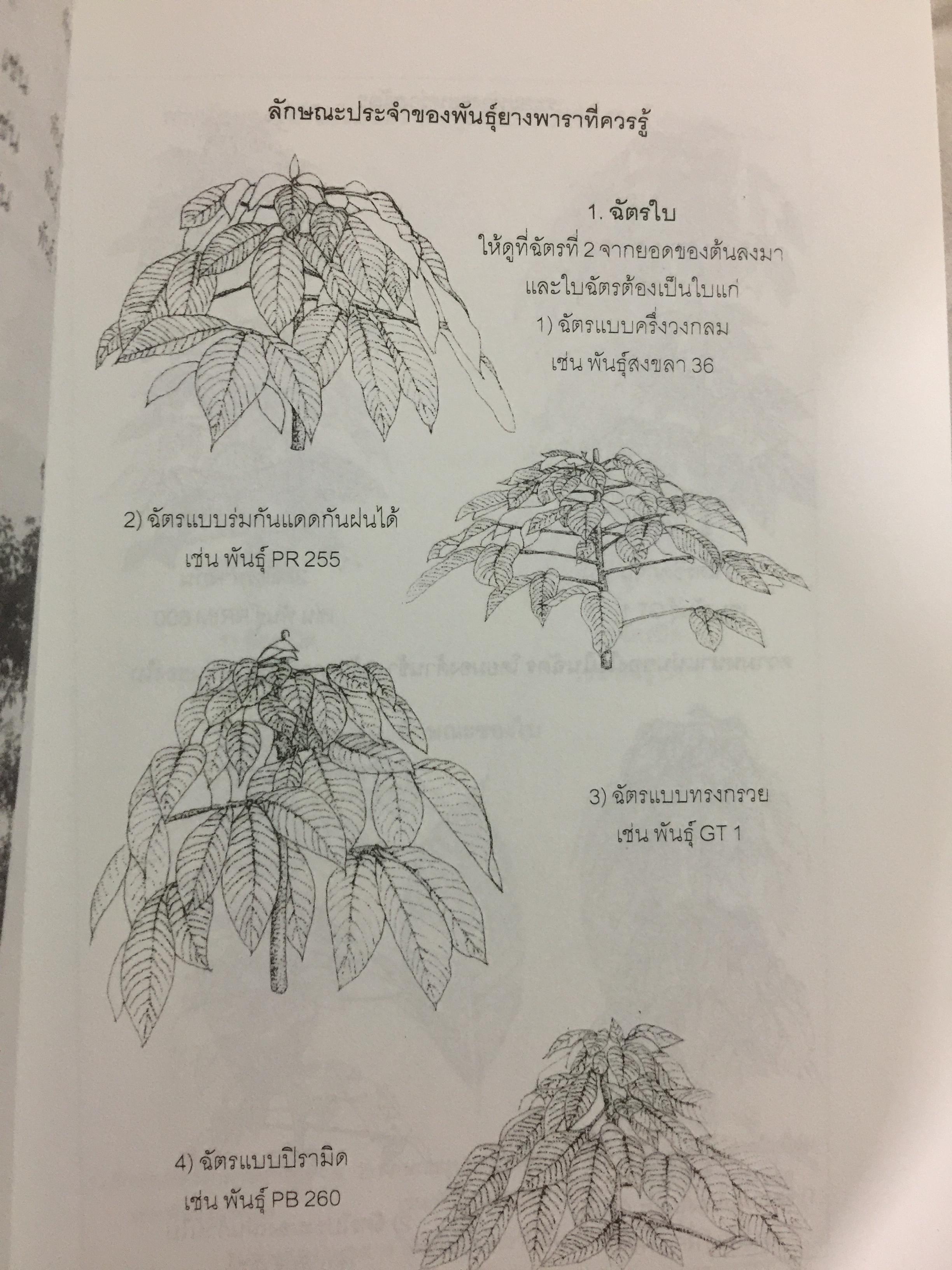 คู่มือยางพารา. Para Rubber Handbook. ผู้เขียน เอกชัย พฤกษ์อำไพ 0 กก.