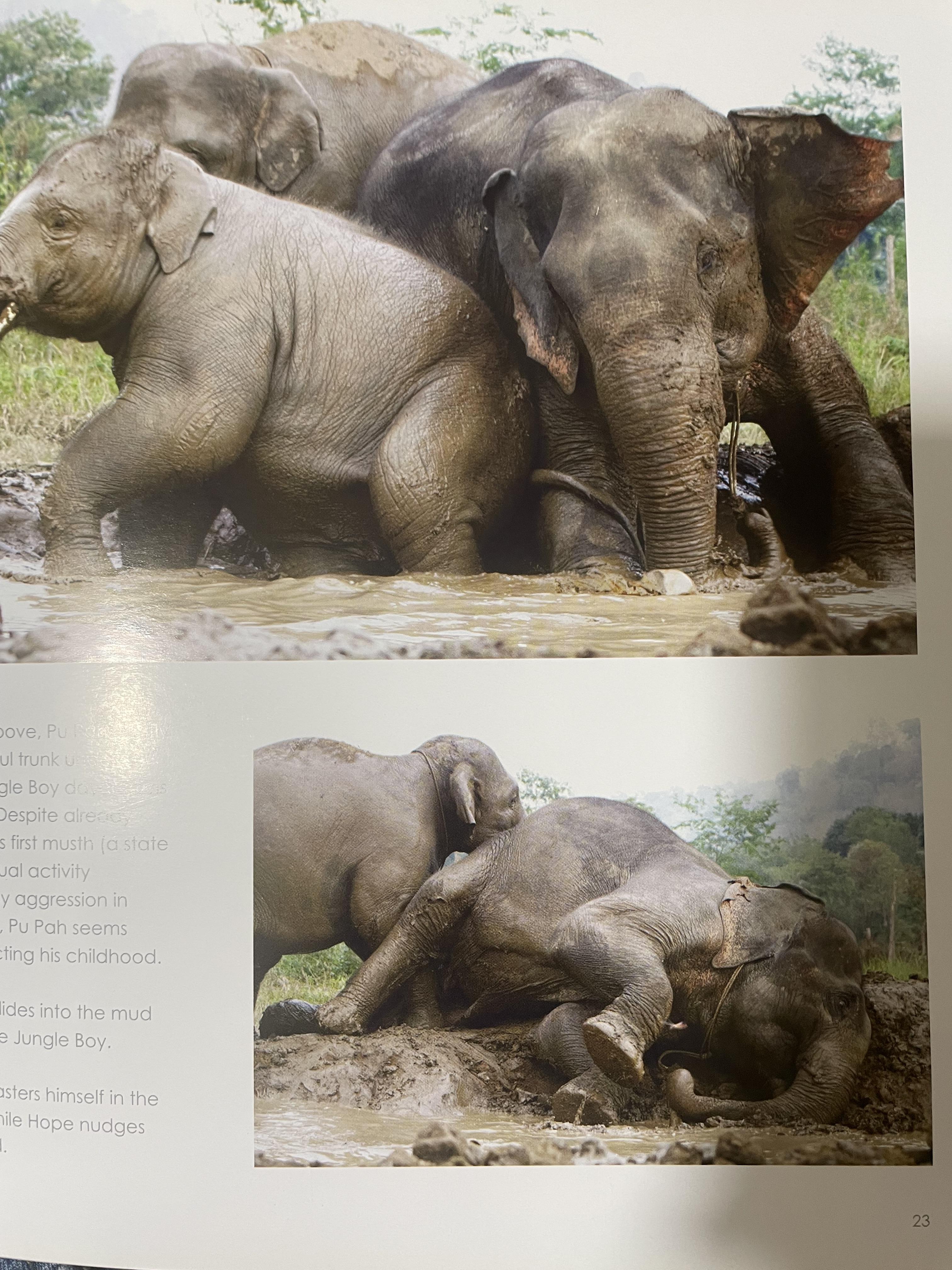 Elephants Living in Sanctuary 3 กก.