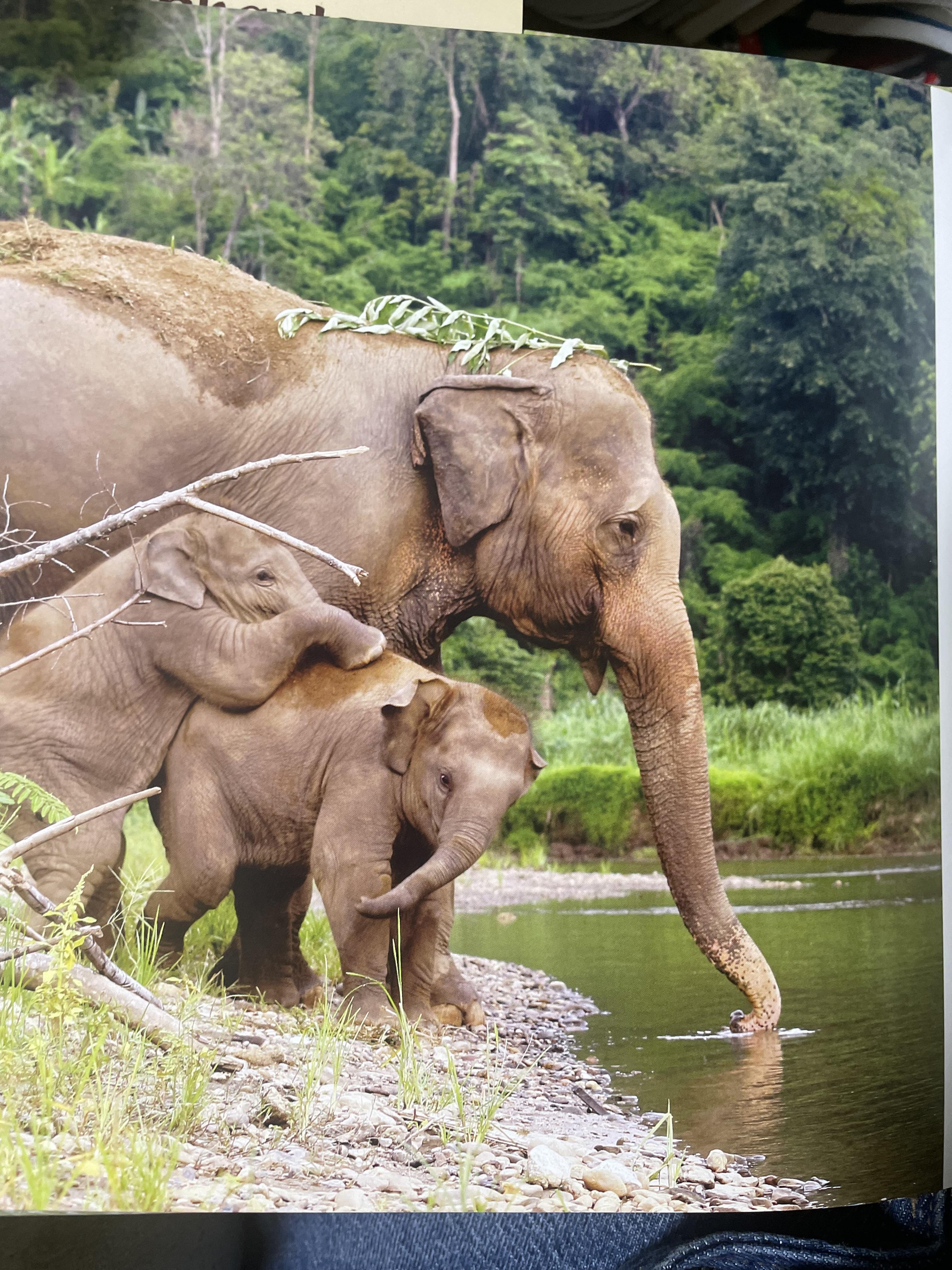 Elephants Living in Sanctuary 3 กก.