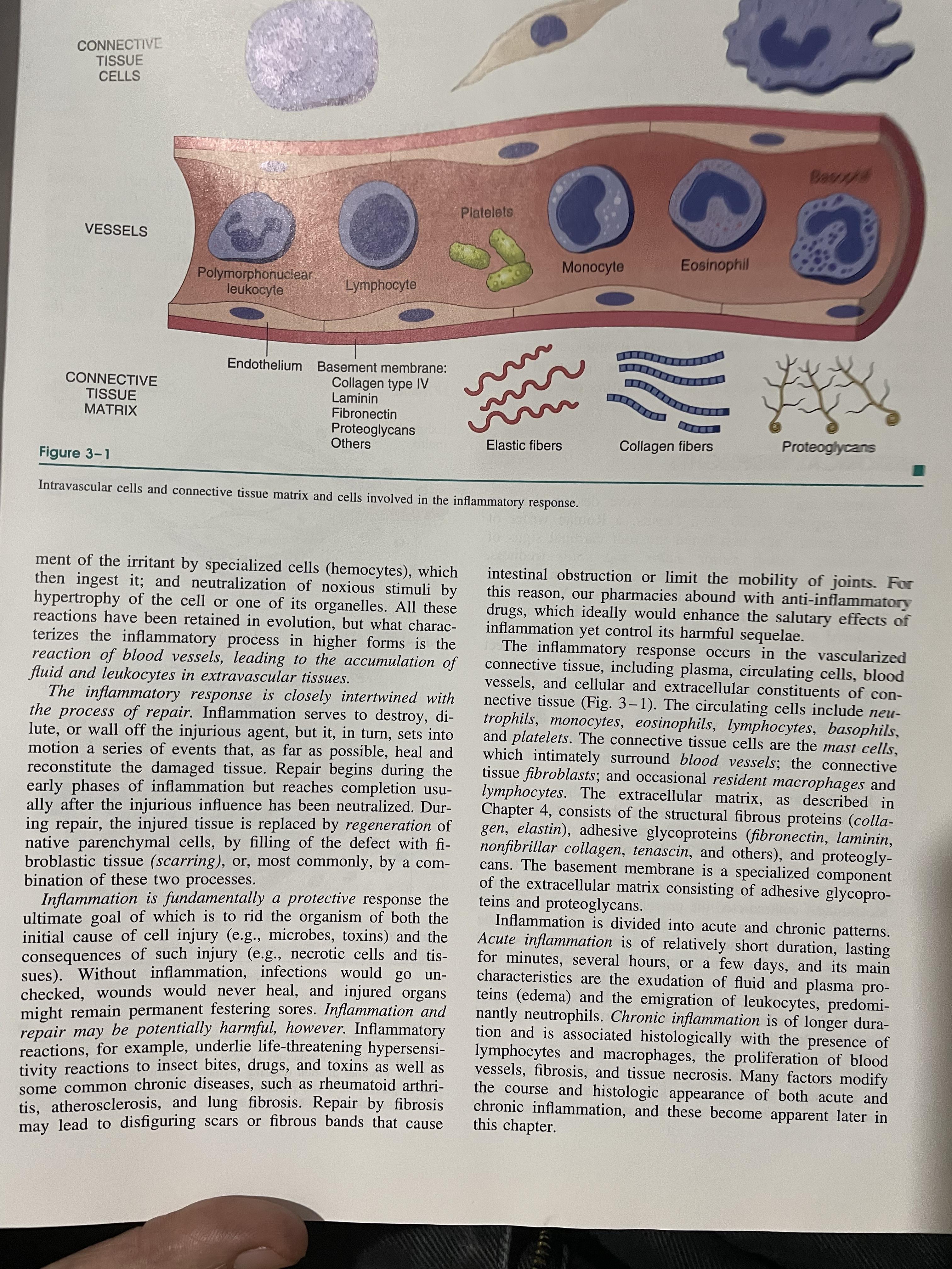 PATHOLOGY. BASIC of DISEASE. ผู้เขียน COTRAN • KUMAR • COLLINS. sixth Edition. 0 กก.