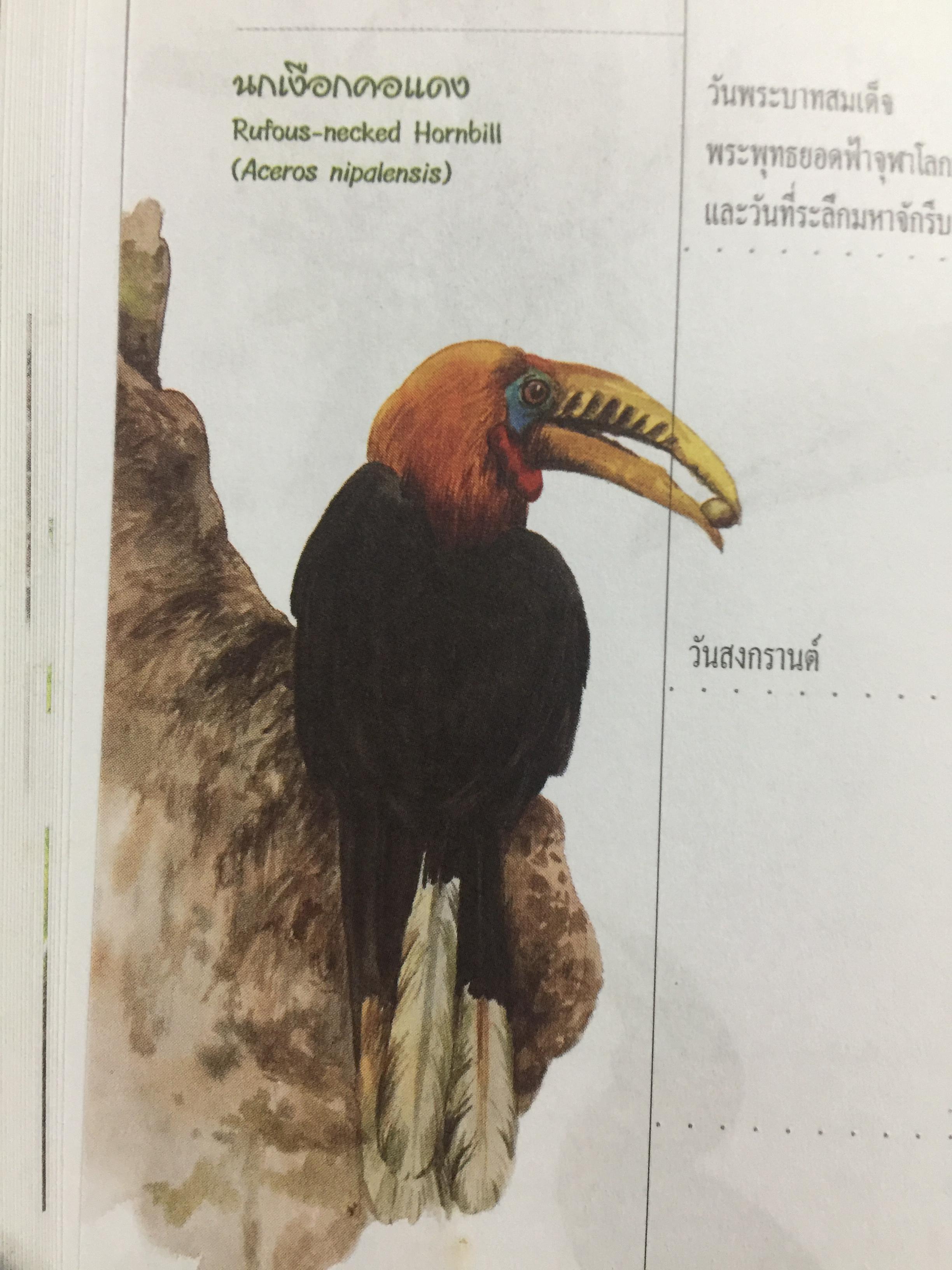 นกเงือกไทย. จากบันทึก 2546 ขององค์การค้าของคุรุสภา 1 กก.