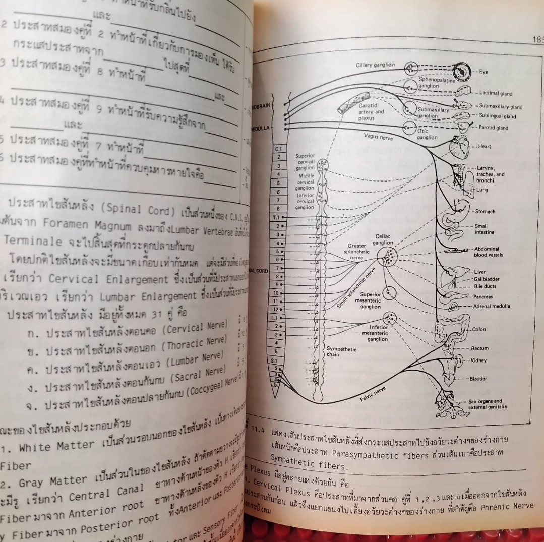 แมทชิ่งโปรแกรม กายวิภาคและสรีรวิทยาของมนุษย์ โดย พิชิต ภูติจันทร์ แนวคิดหลัก-แบบทดสอบ-เฉลย มือ1