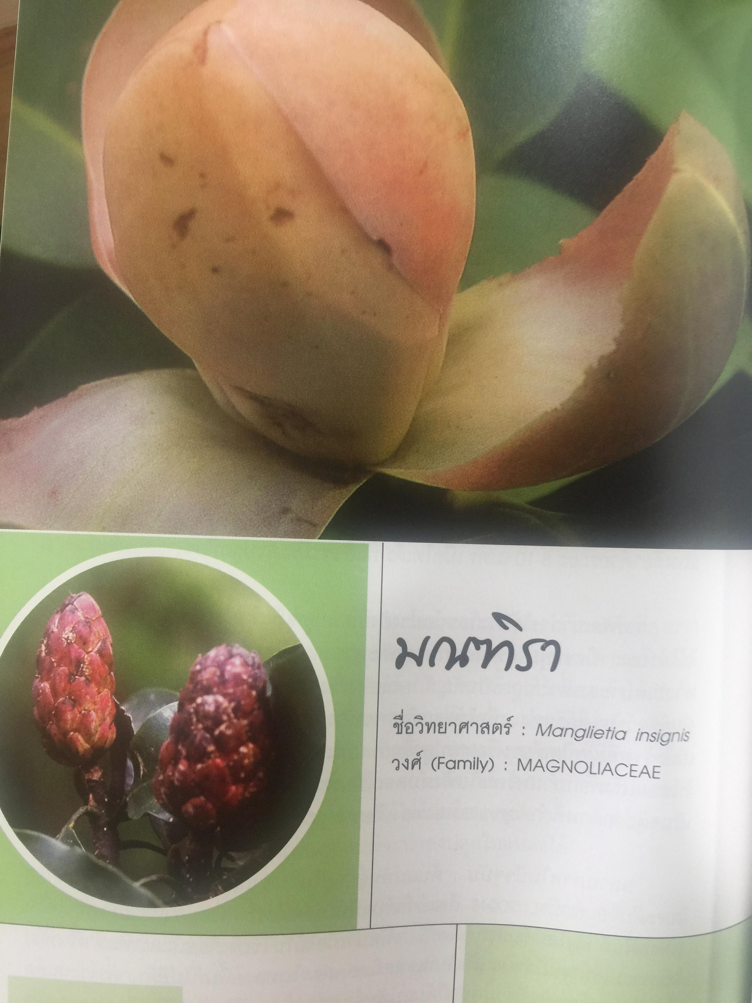 พรรณไม้ดอกหอมพื้นเมือง. ที่หายากและใกล้สูญพันธุ์ในประเทศไทย. ผู้เขียน ดร.ปิยะ เฉลิมกลิ่น 0 กก.
