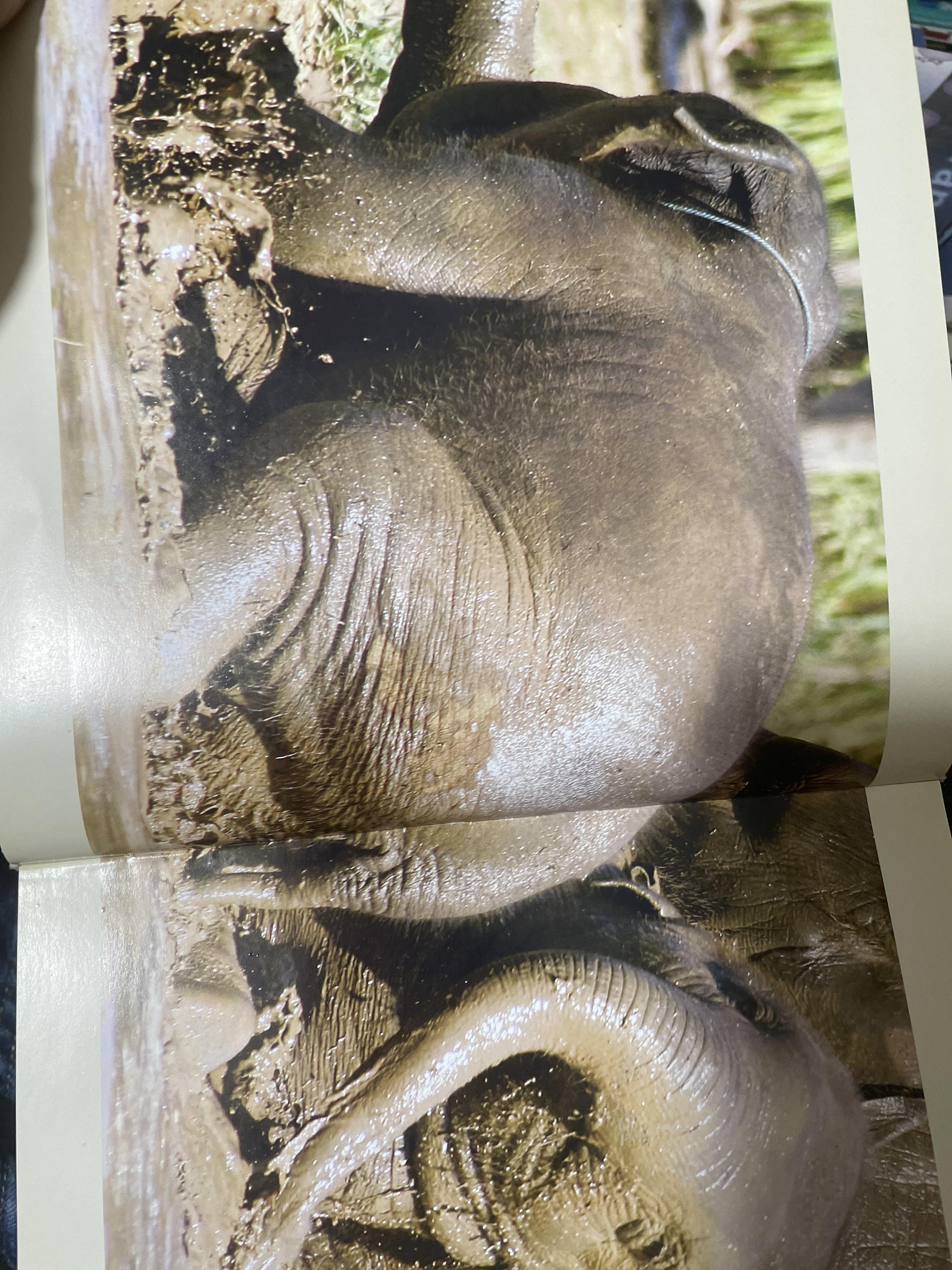 Elephants Living in Sanctuary 3 กก.