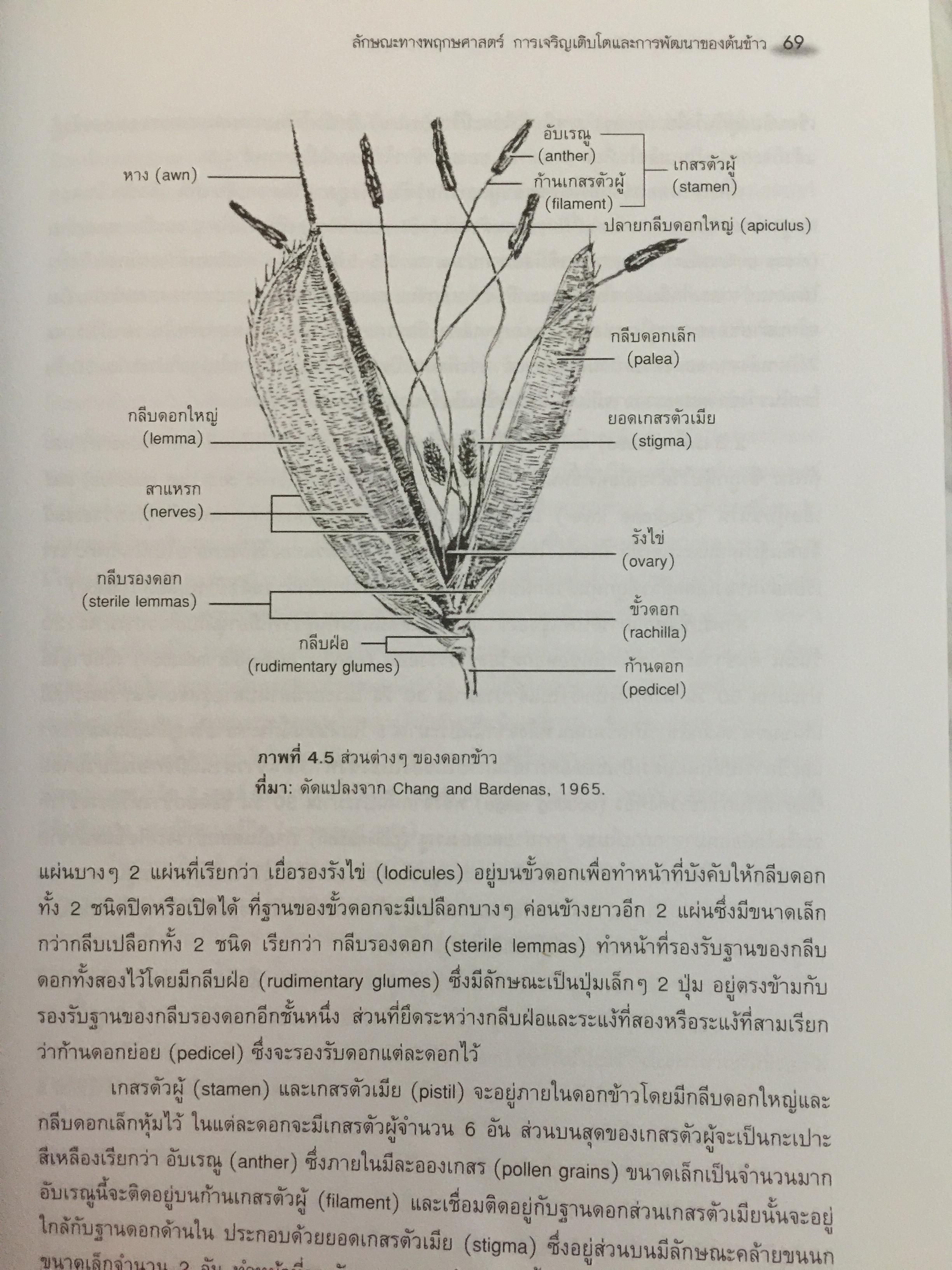 ข้าวและเทคโนโลยีการผลิต. ผู้เขียน รองศาสตราจารย์ ดร.บุญหงษ์ จงคิด ภาควิชาเทคโนโลยีการเกษตร คณะวิทยาศาสตร์และเทคโนโลยี มหาวิทยาลัยธรรมศาสตร์ 800 กรัม