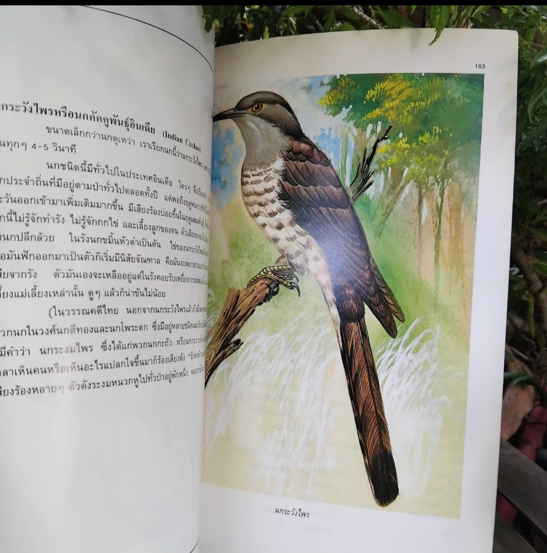 นกสามถิ่น ของ น.พ. บุญส่ง เลขะกุล สุดยอดหนังสือนกหายากอีกเล่ม มีตราปั๊มบางๆ 3 แผ่น สภาพแทบมือ1