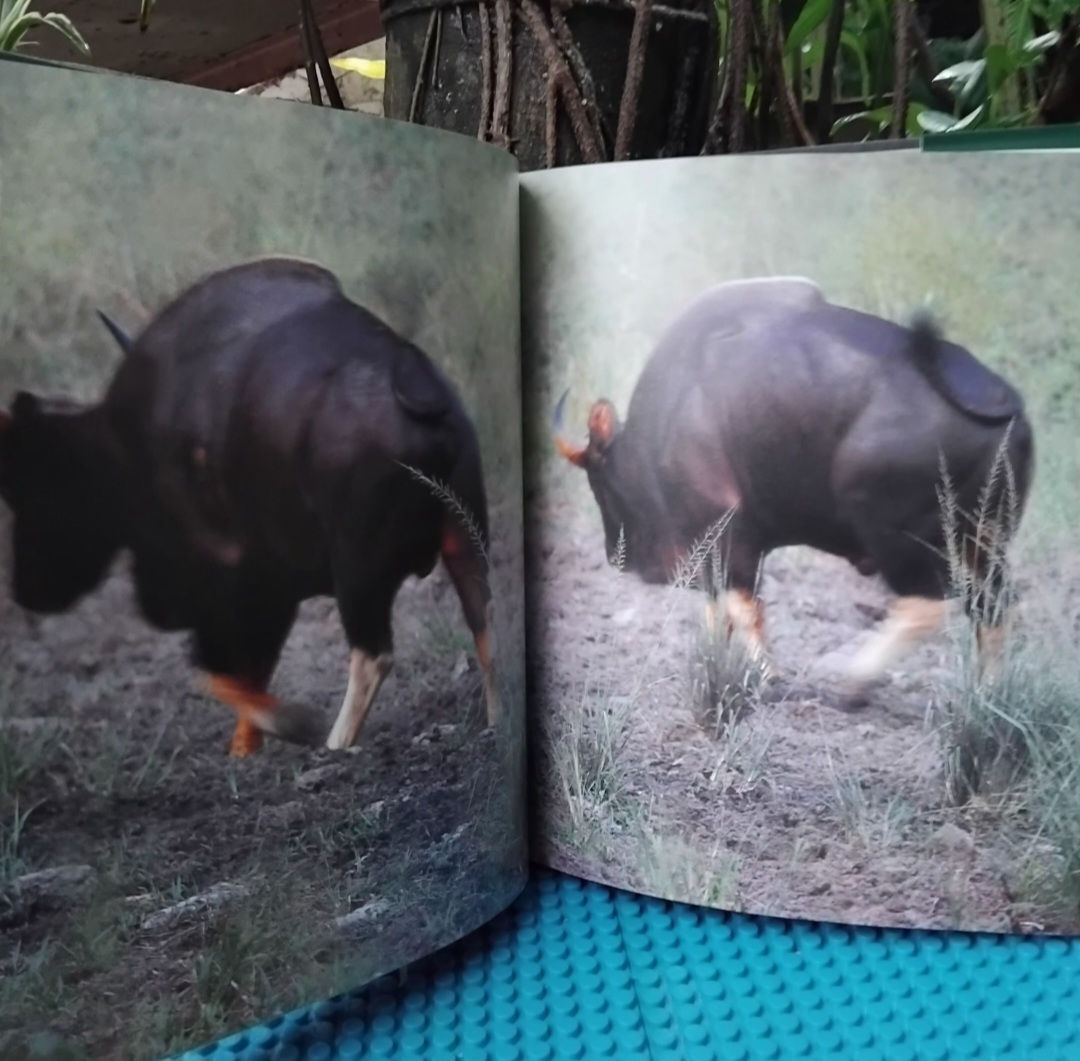 ชีพจรไพร SPIRIT OF THE JUNGLE โดย ม.ล.ปริญญากร วรวรรณ สารคดีภาพชีวิตสัตว์ป่า มือ1 ปกแข็งสภาพดี