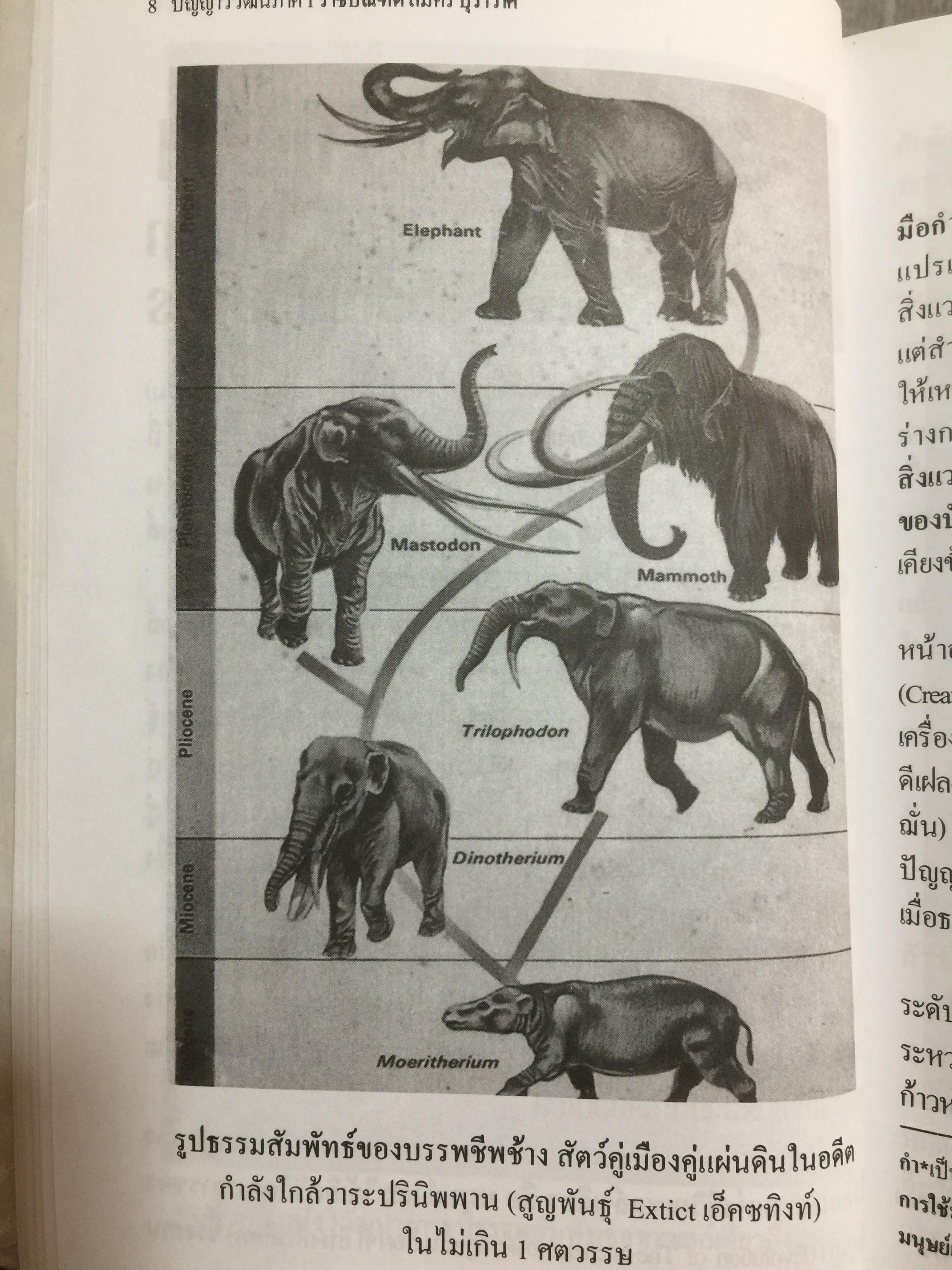 ปัญญาวิวัฒน์ ภาค 1. กำเนิดและวิวัฒนาการปัญญามนุษย์ ผู้เขียน พ.อ.สมัคร บุราวาศ 0 กก.