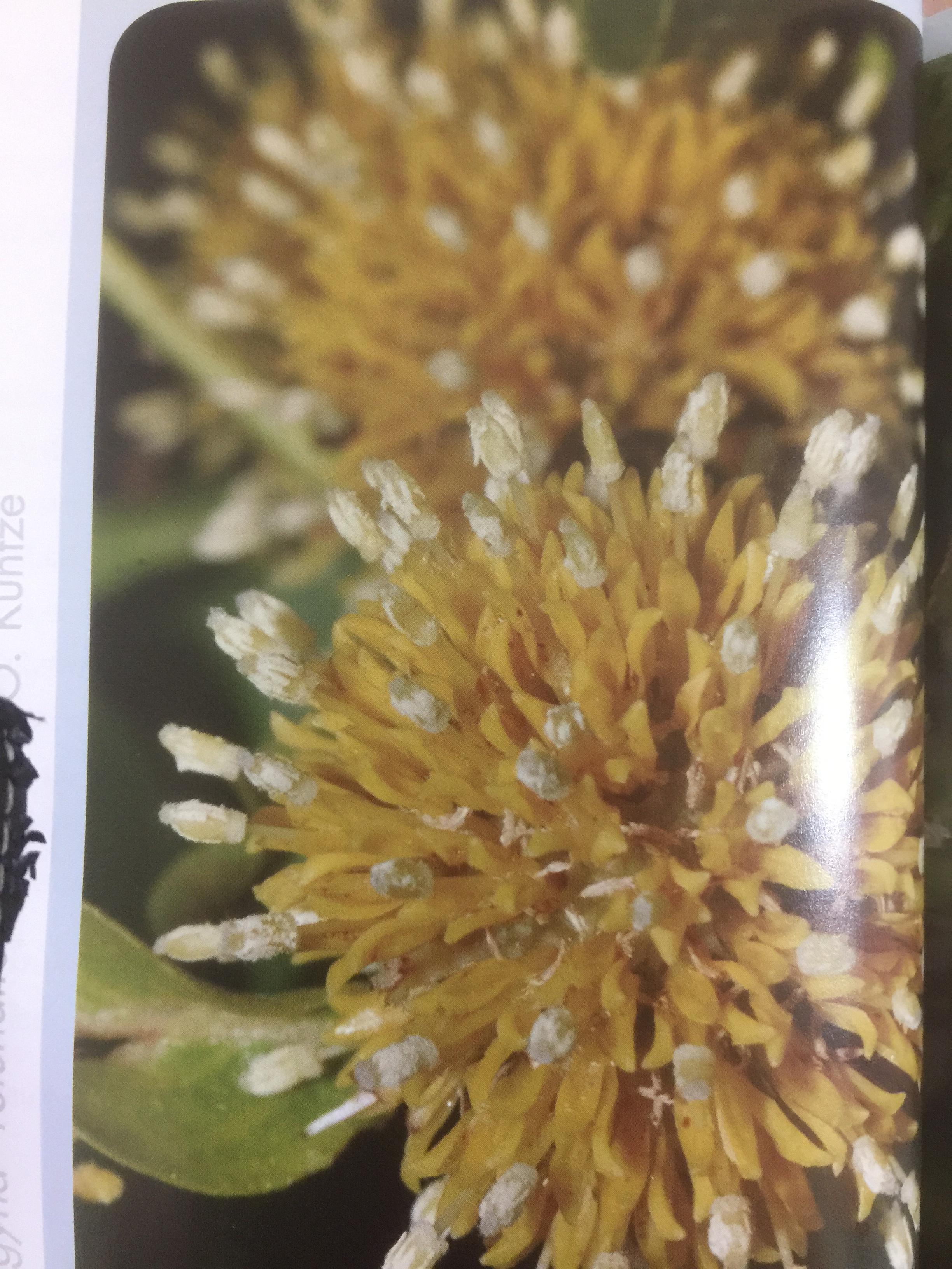 พรรณไม้พื้นเมืองไทย จากเขาใหญ่สู่ลำน้ำโขง ผู้จัดทำ กรมวิชาการเกษตร 0 กก.