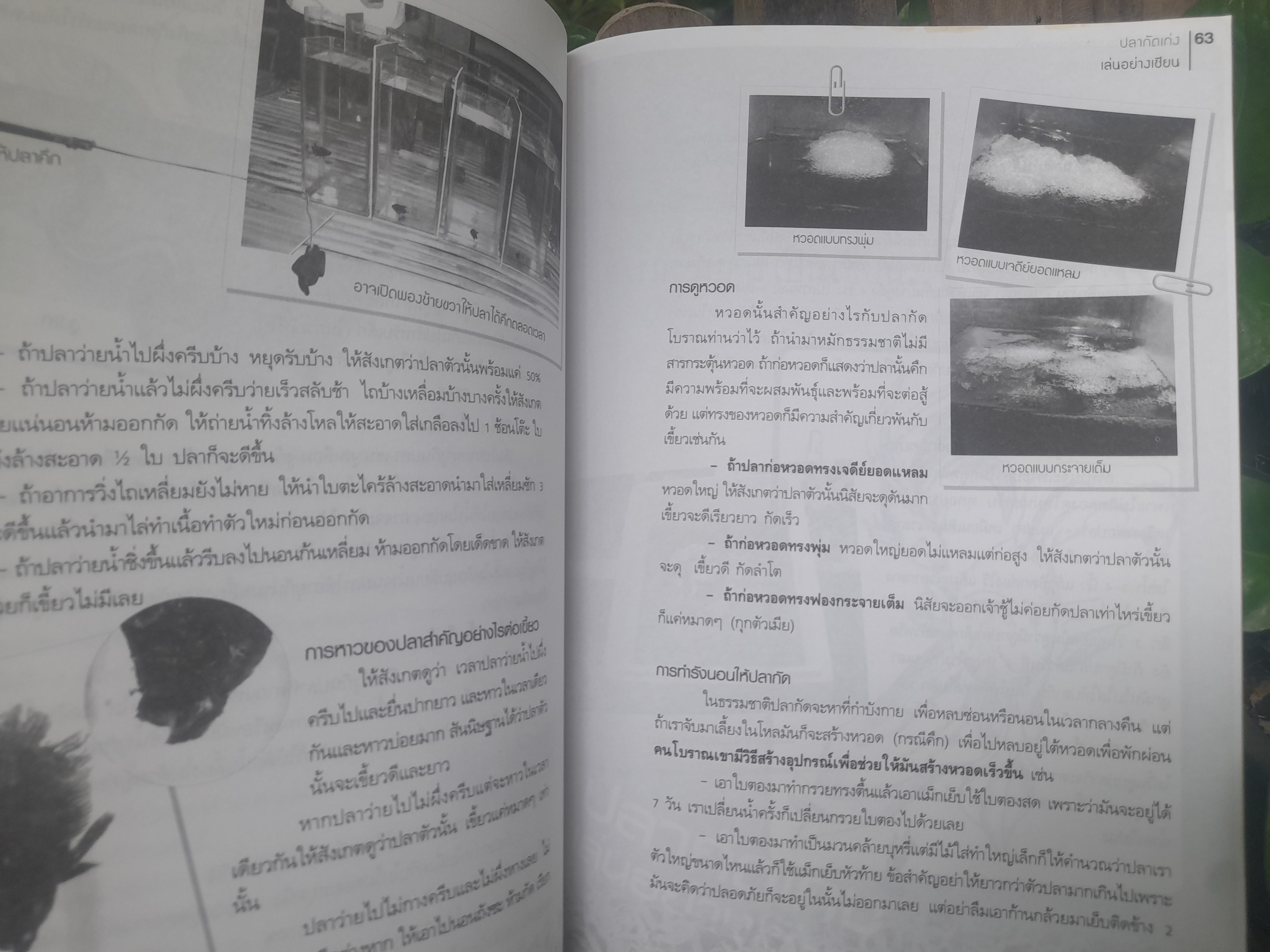 ปลากัดเก่ง เล่นอย่างเซียน โดย รัตนชัย ม่วงงาม (เปี๊ยก ปลากัด) หนังสือเพื่อคนรักปลากัดเก่ง