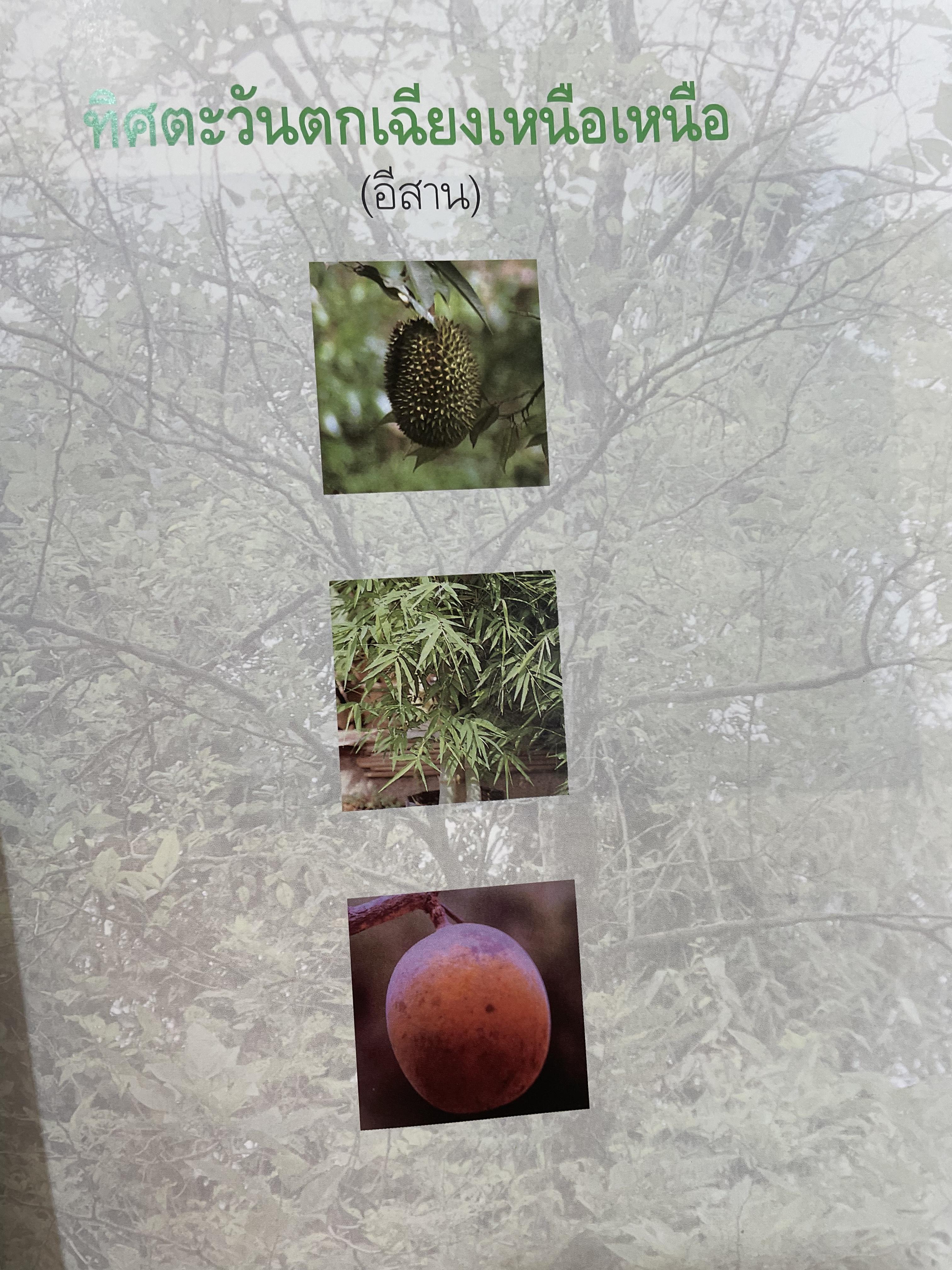 สมุนไพรกับวัฒนธรรมไทย ตอนที่ 1 ต้นไม้ตามทิศ จัดพิมพ์โดย สถาบันการแพทย์แผนไทย กรมการแพทย์ กระทรวงสาธารณสุข 0 กก.