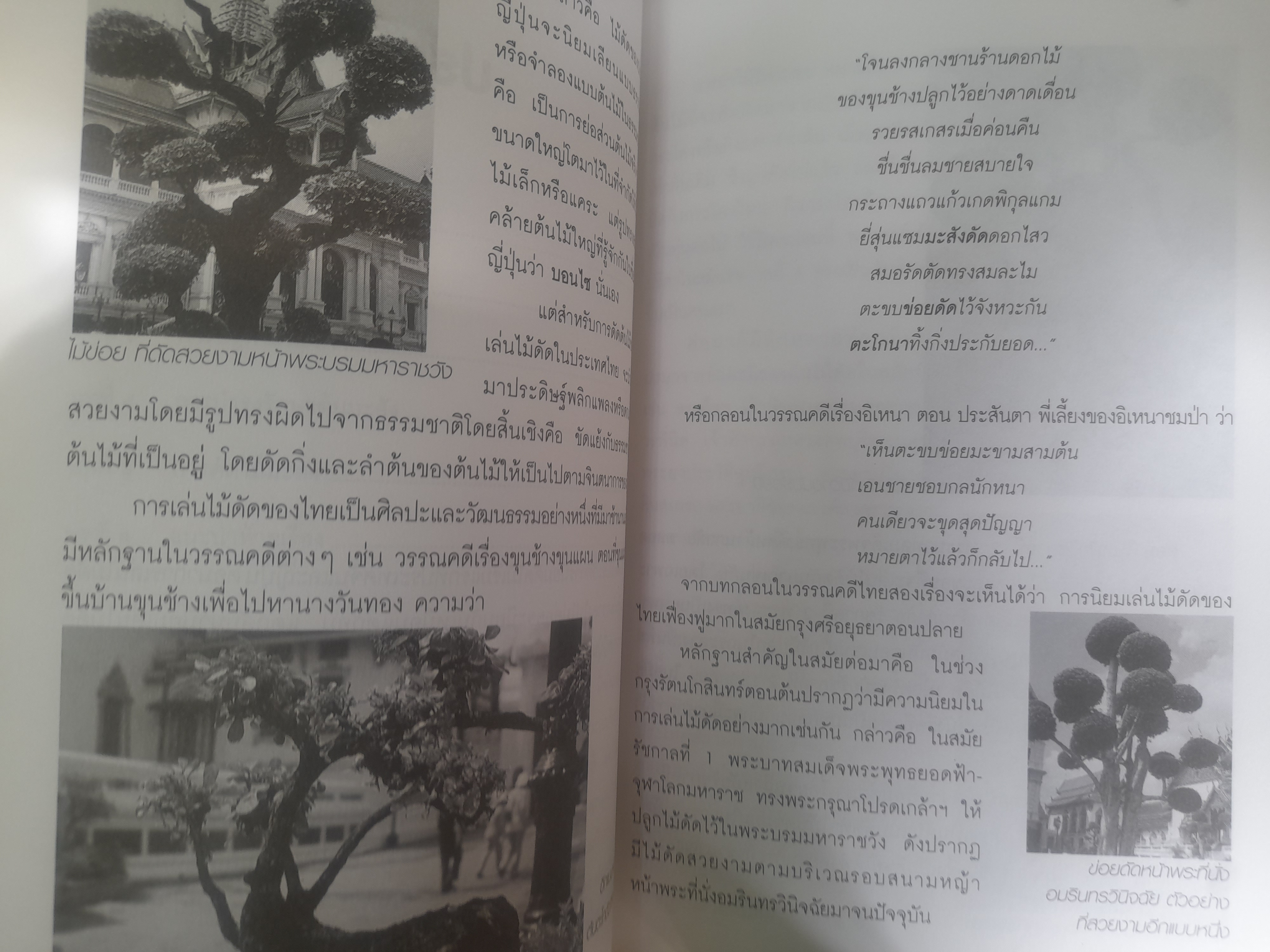 ไม้ดัด การปลูกมะสังดัด โดย ยุพยงษ์ ทิพสิงห์ เนื้อหาละเอียดตั้งแต่เริ่มปลูกจนถึงการดูแลมะสังดัด