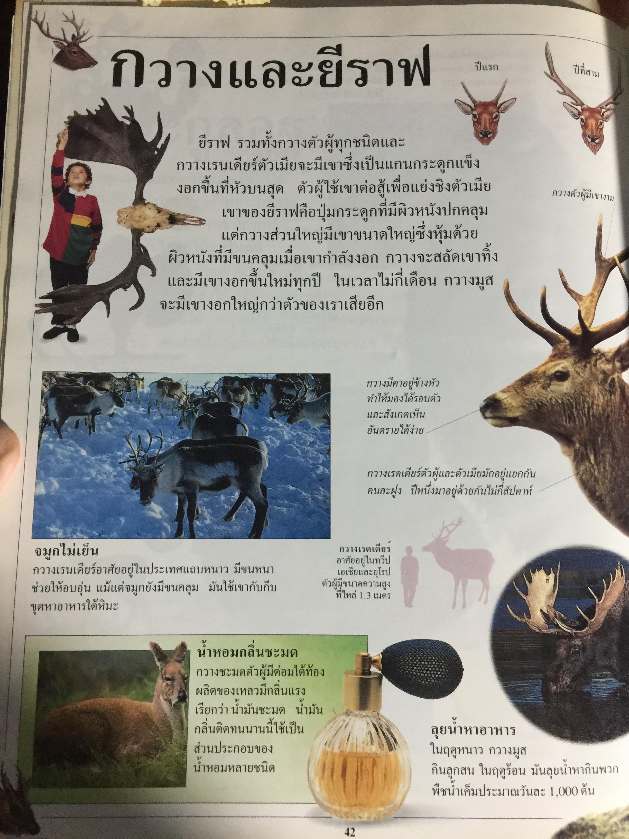 สัตว์เลี้ยงลูกด้วยนม. หนังสือเด็กรักลูก ห้องสมุดแสนสนุก ค้นพบโลกแห่งความมหัศจรรย์ด้วยภาพตื่นตาเร้าใจพร้อมเรื่องน่ารู้ชวนติดตาม 0 กก.