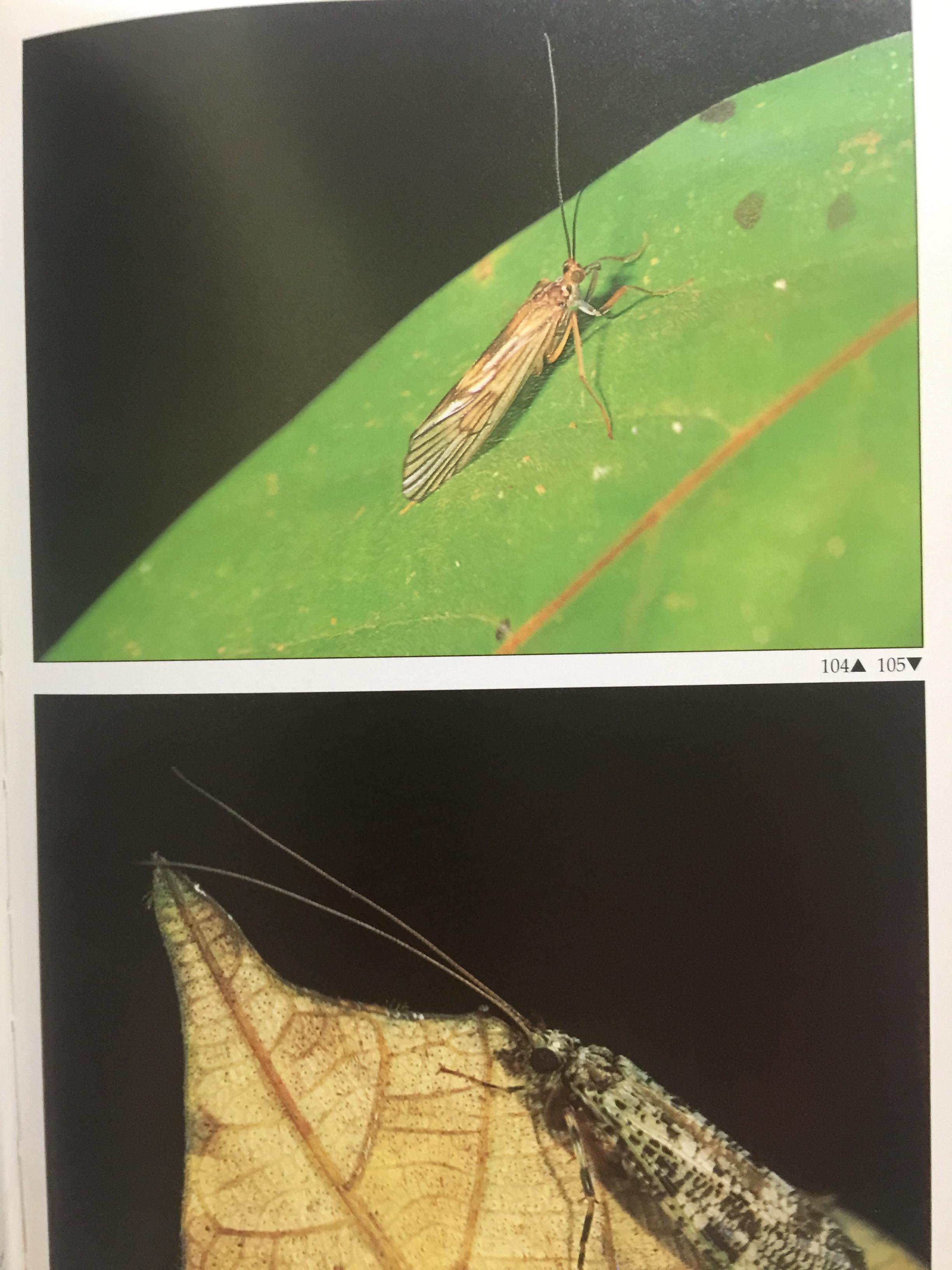 FASCINATING INSECTS of SOUTHEAST ASIA. ผู้เขียน. L.E.O. BRAACK 0 กก.