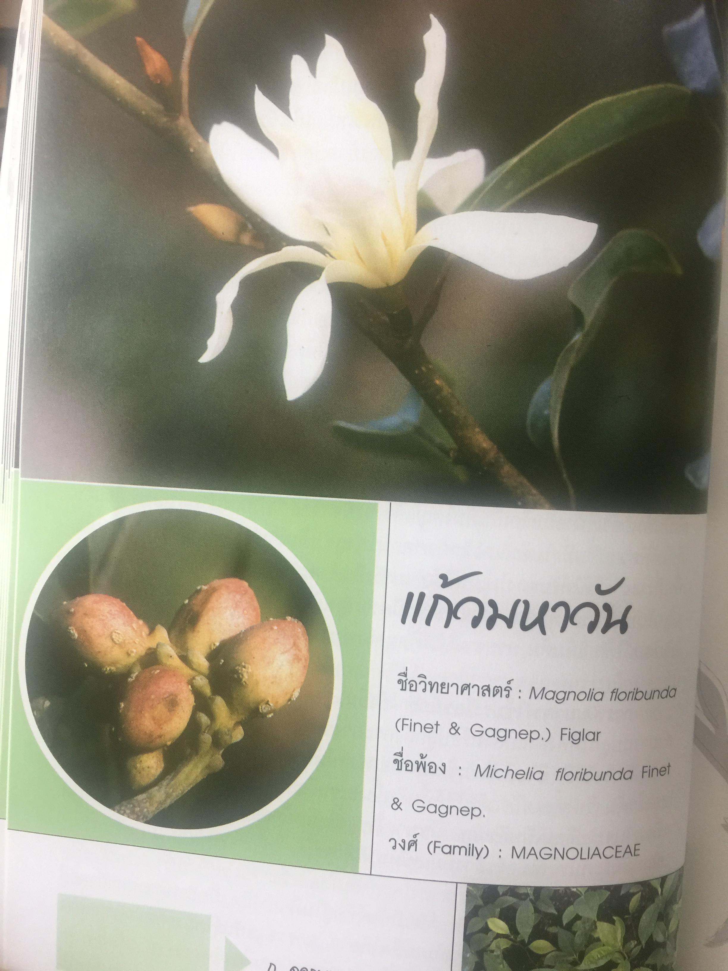 พรรณไม้ดอกหอมพื้นเมือง. ที่หายากและใกล้สูญพันธุ์ในประเทศไทย. ผู้เขียน ดร.ปิยะ เฉลิมกลิ่น 0 กก.