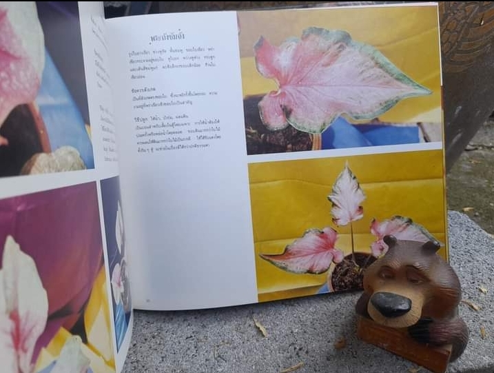 ตะลุยดงบอน รวมรูปสีธรรมชาติกว่าร้อยรูป