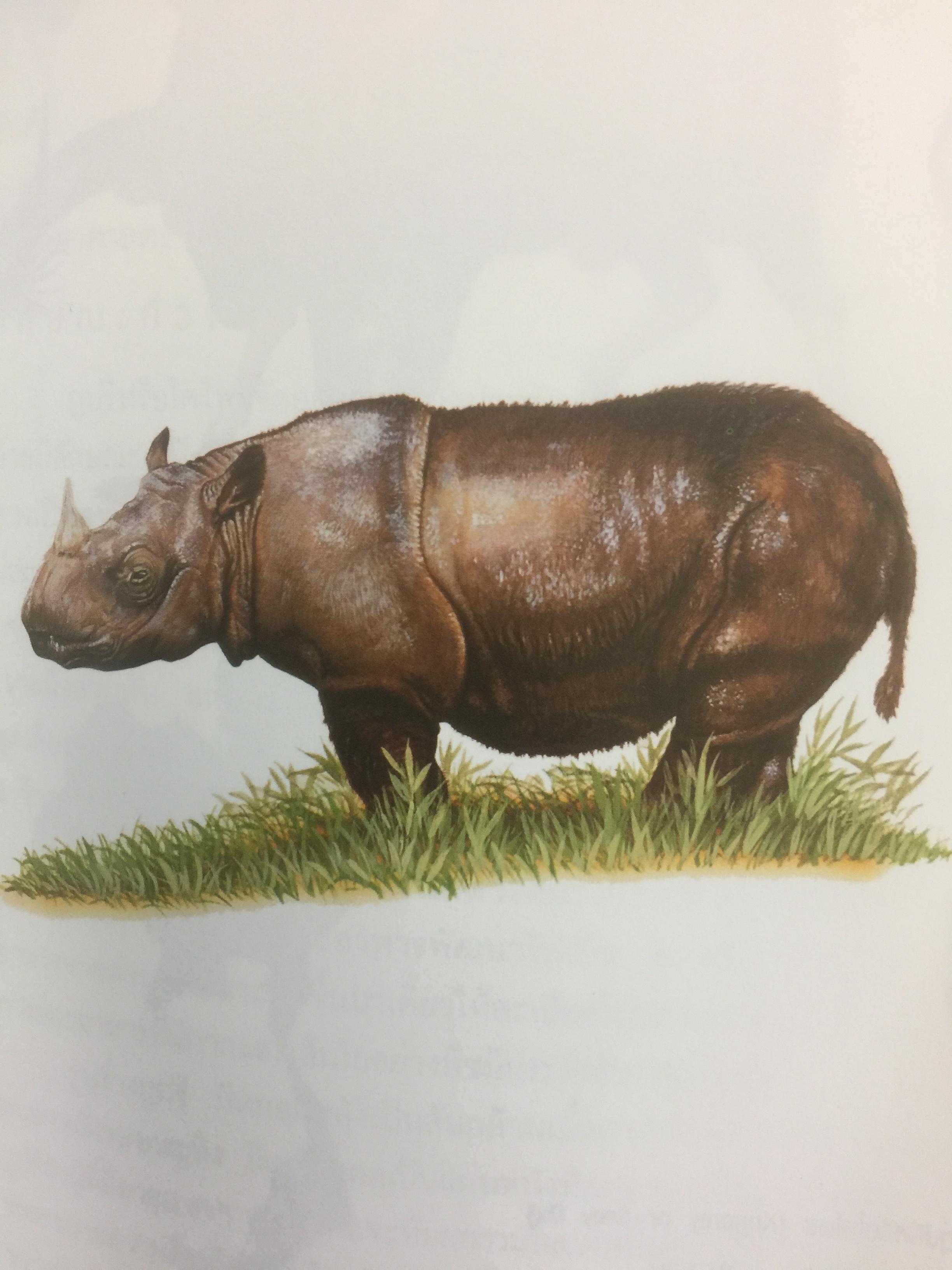 สัตว์ป่าสงวนในประเทศไทย Reserved Animals of Thailand 0 กก.
