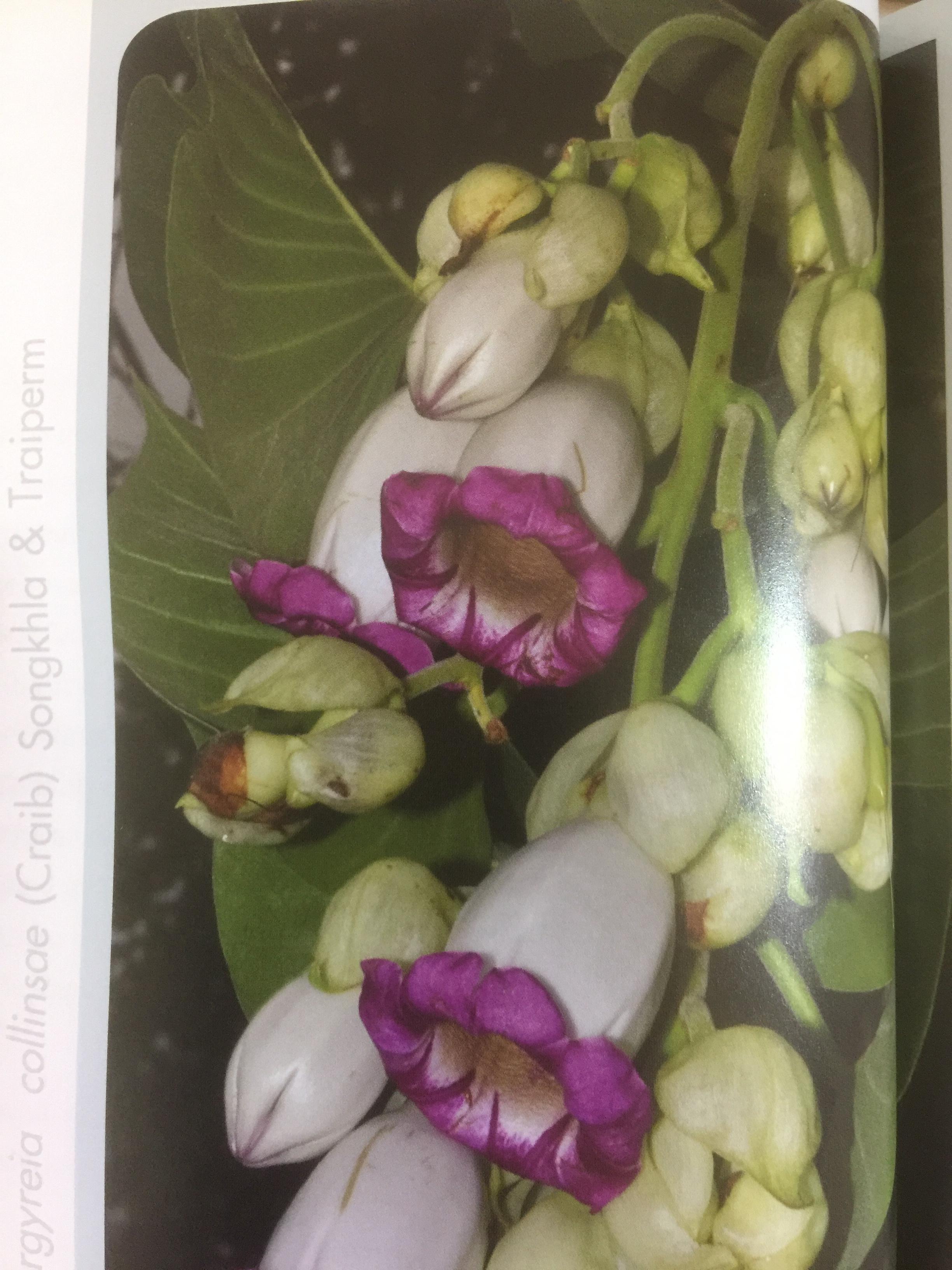 พรรณไม้พื้นเมืองไทย จากเขาใหญ่สู่ลำน้ำโขง ผู้จัดทำ กรมวิชาการเกษตร 0 กก.