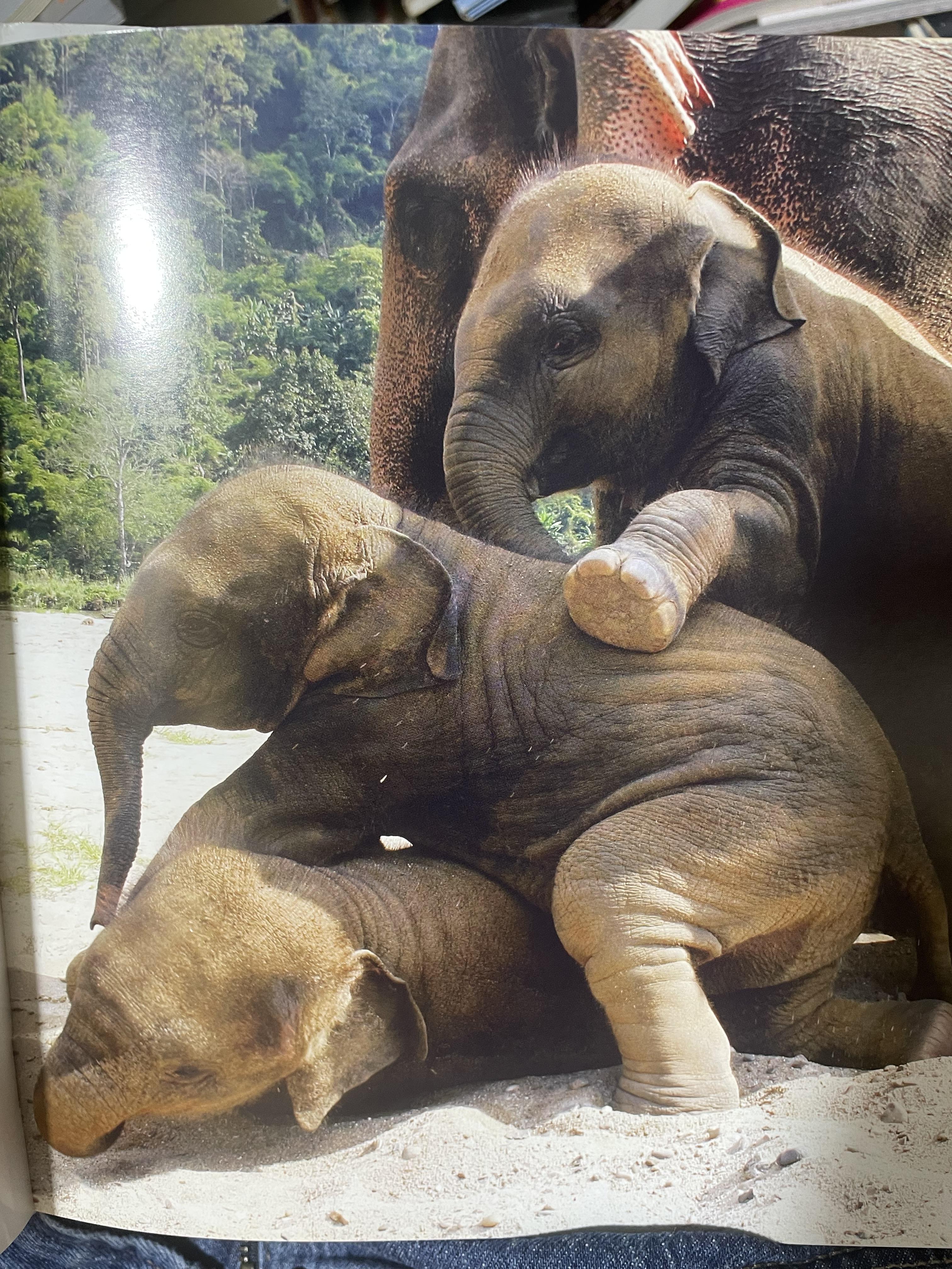 Elephants Living in Sanctuary 3 กก.