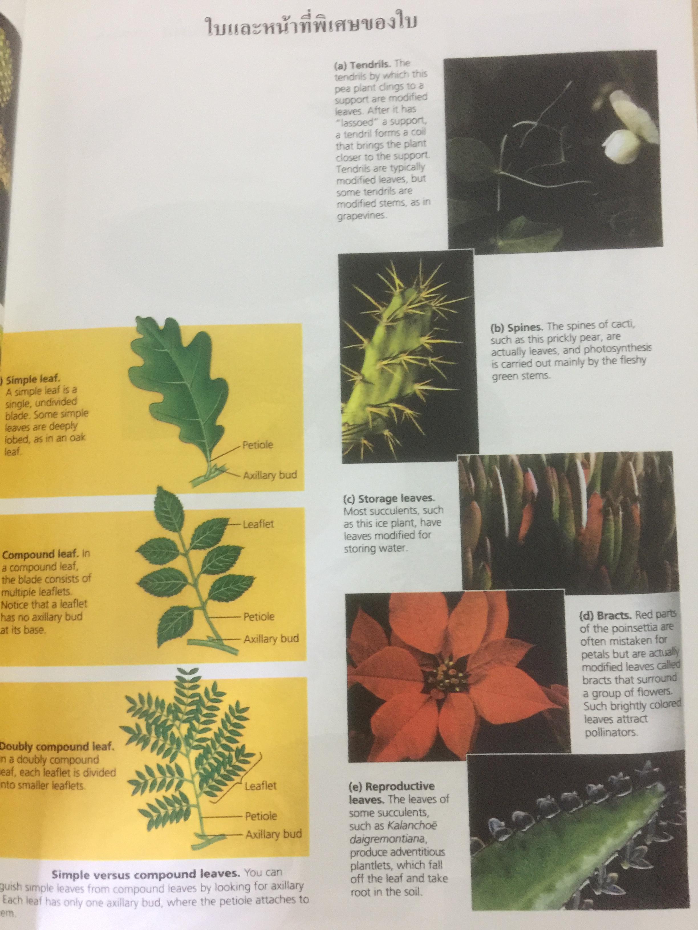 BIOLOGY ผู้เขียน อาจารย์ เอกฤทธิ์ วีระพันธุ์ 0 กก.