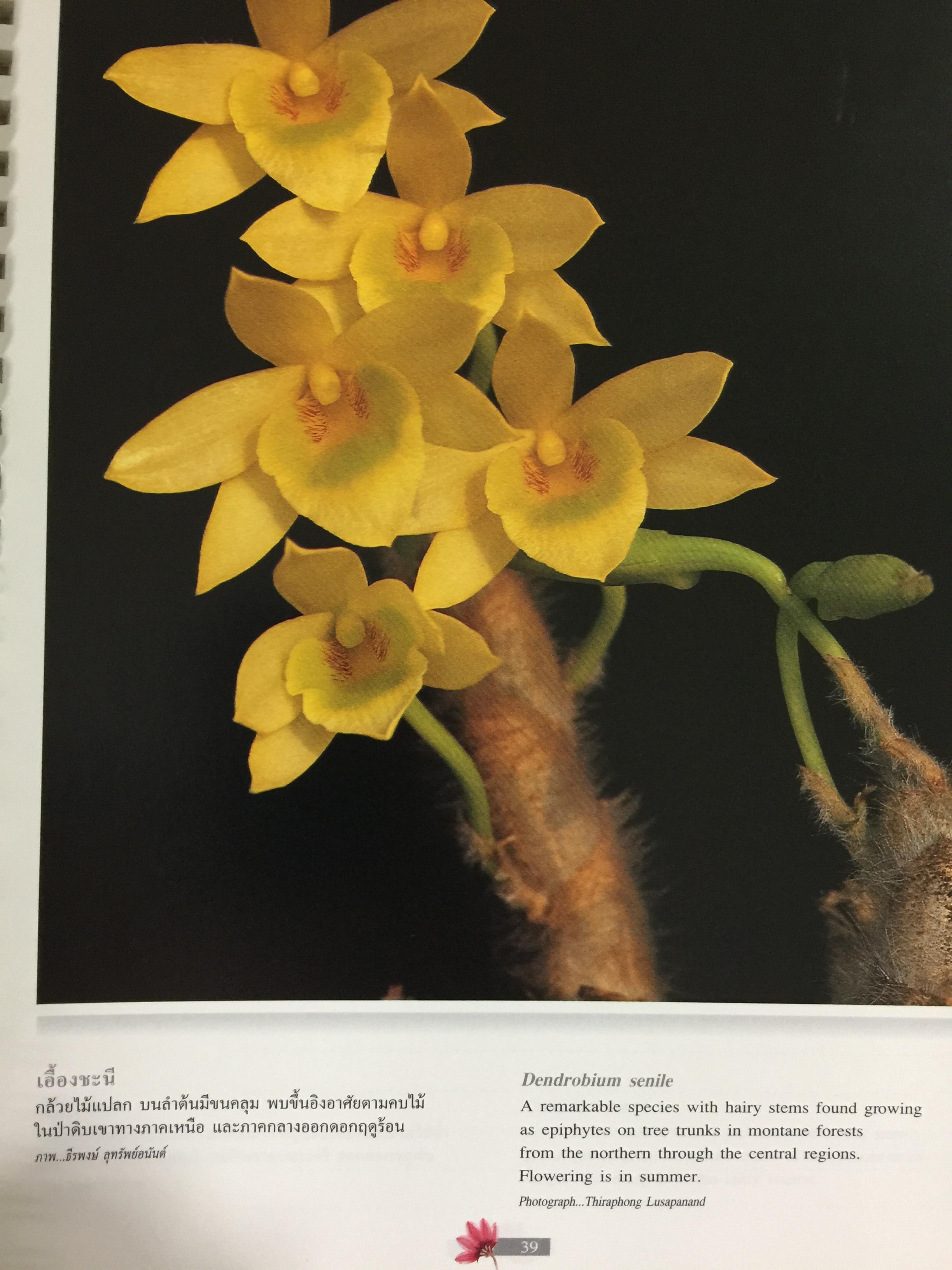 Wild Orchids of Thailand 0 กก.