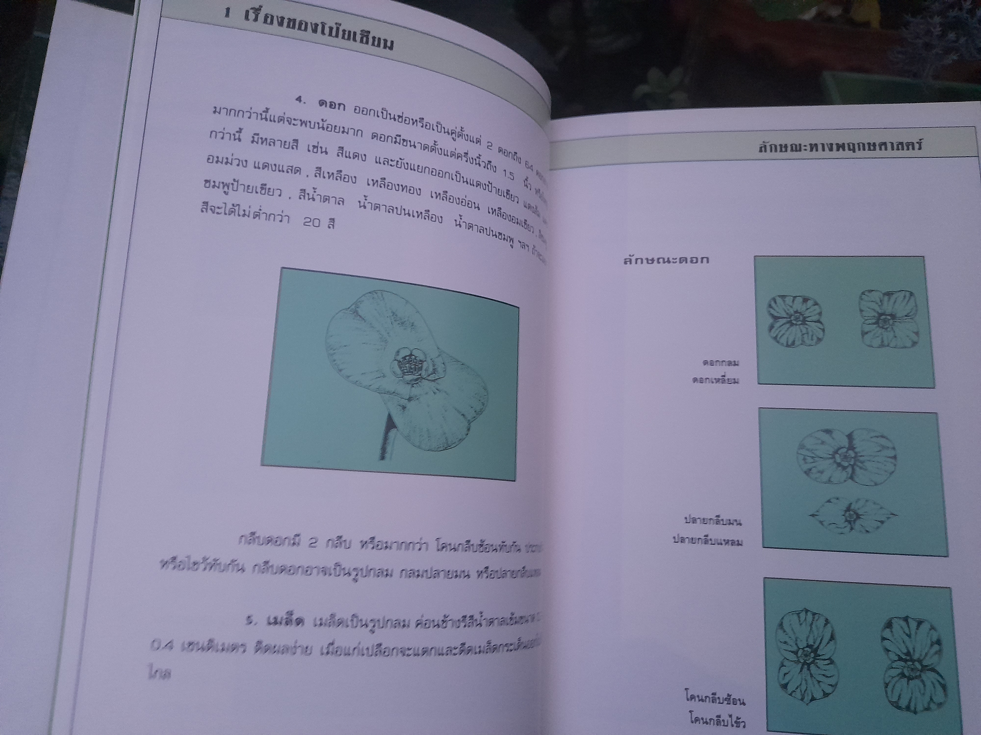 คู่มือโป๊ยเซียน EUPHORBIACEAE โดย : ชนะ วงศ์สุวรรณ