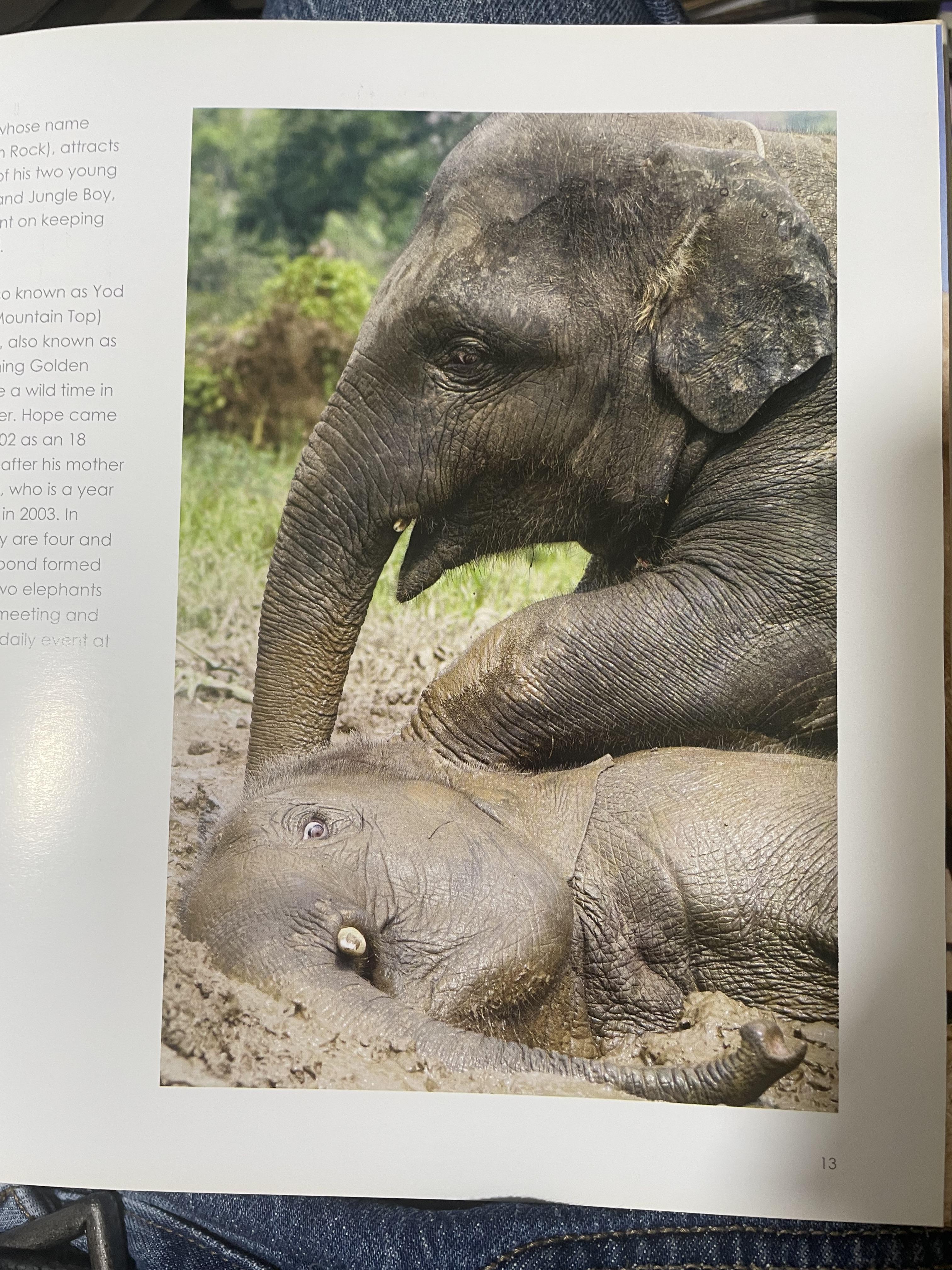 Elephants Living in Sanctuary 3 กก.